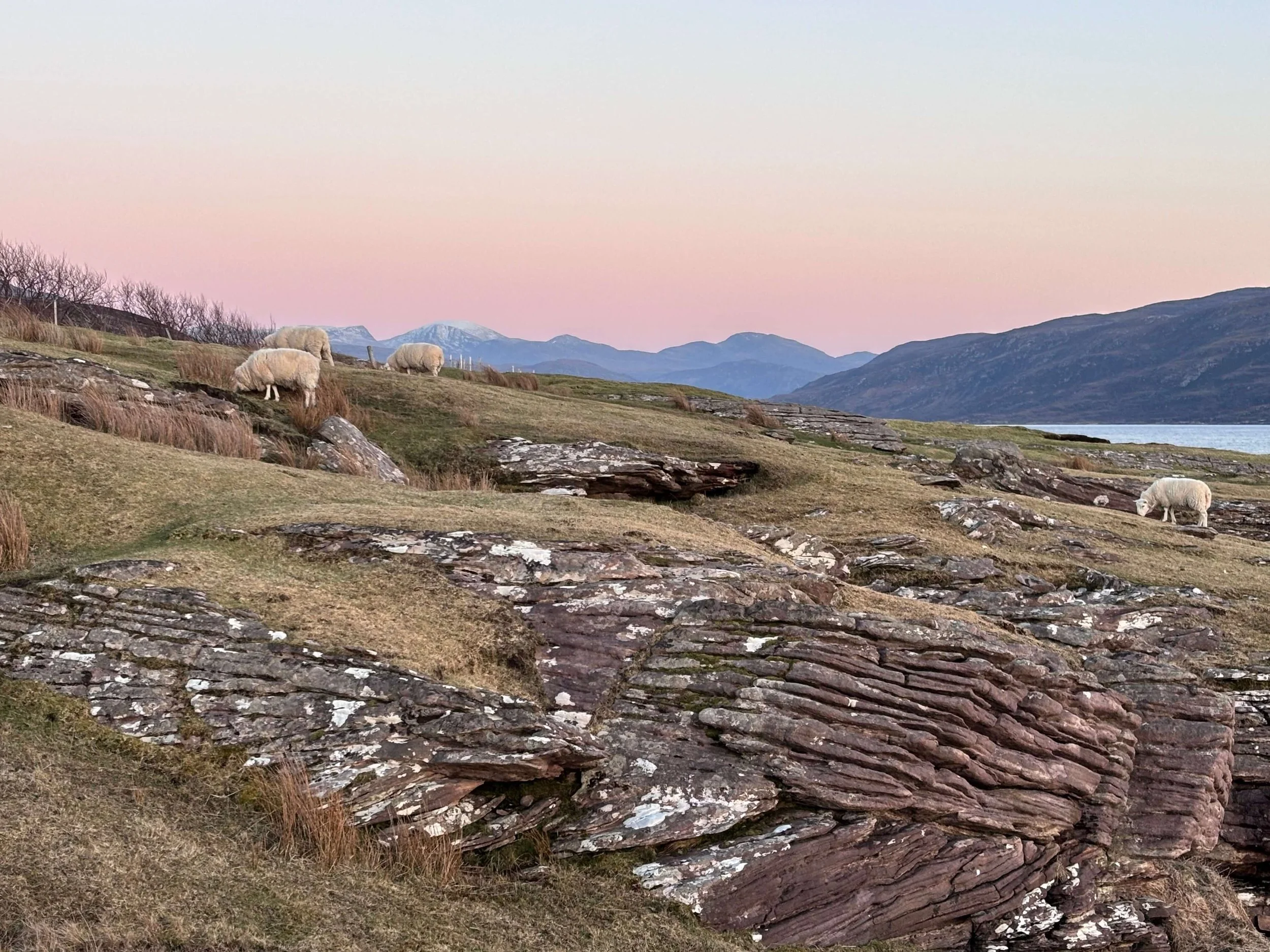 rhue-sheep-mountains-loch-broom.jpeg