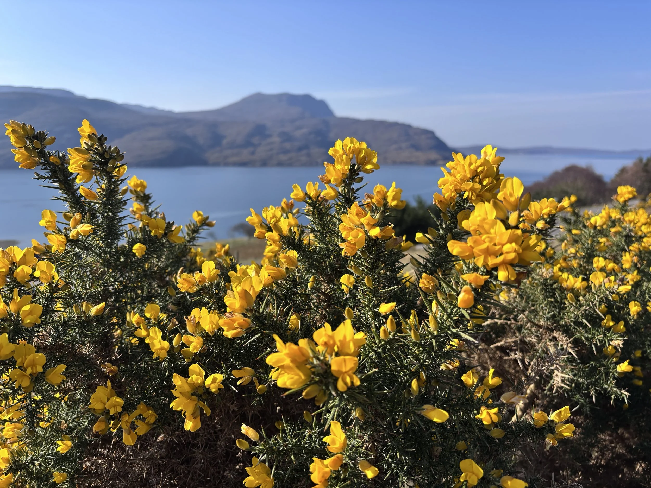 Yellow flowering wild gorse bushes in the foreground with a sea loch and mountain in the background under a clear blue sky.