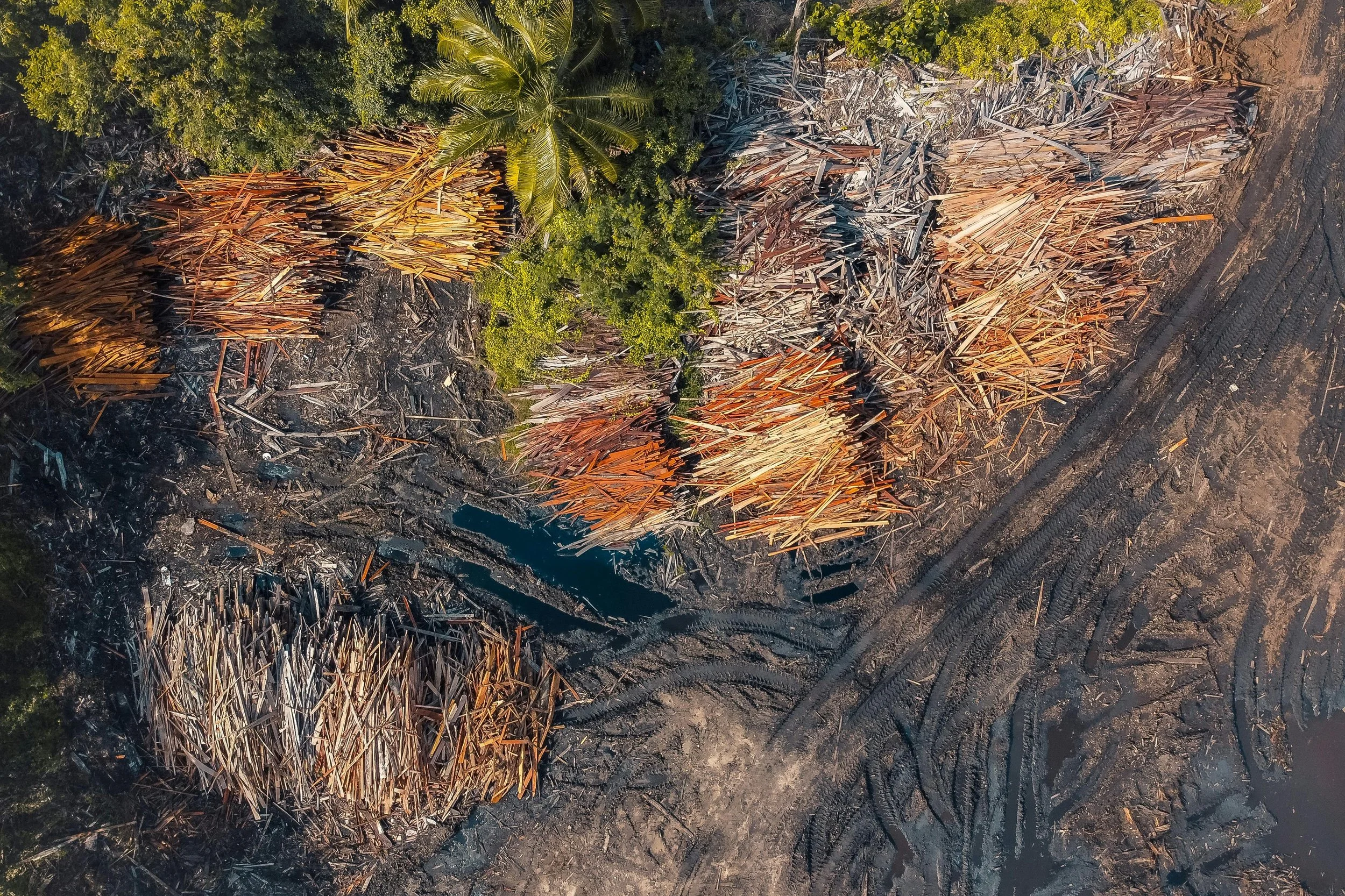 Aerial view of deforested land with stacks of cut logs and tree debris arranged on muddy ground next to remaining vegetation.