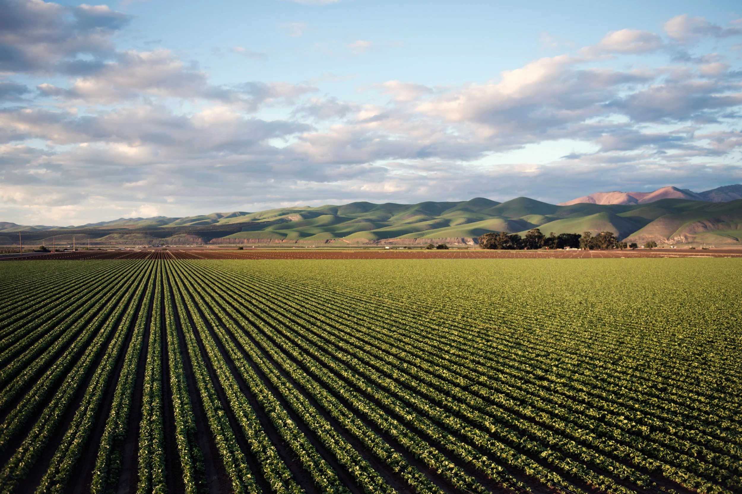 Wide agricultural field with neat rows of green crops stretching toward rolling hills and mountains under a partly cloudy sky.