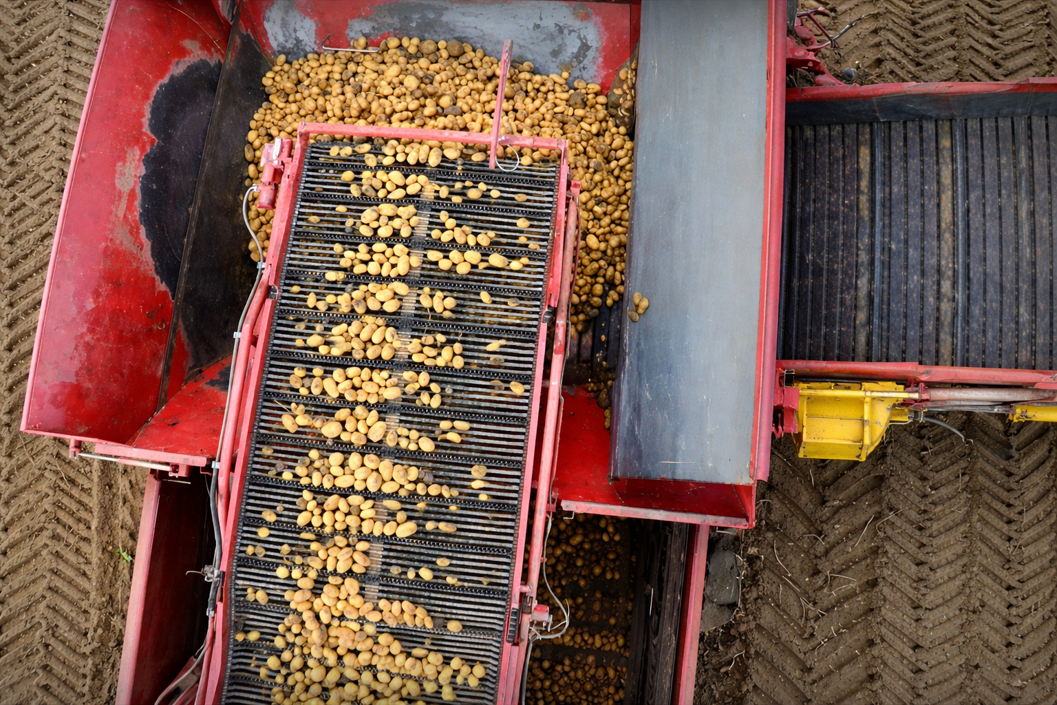 Potatoe Harvest from above