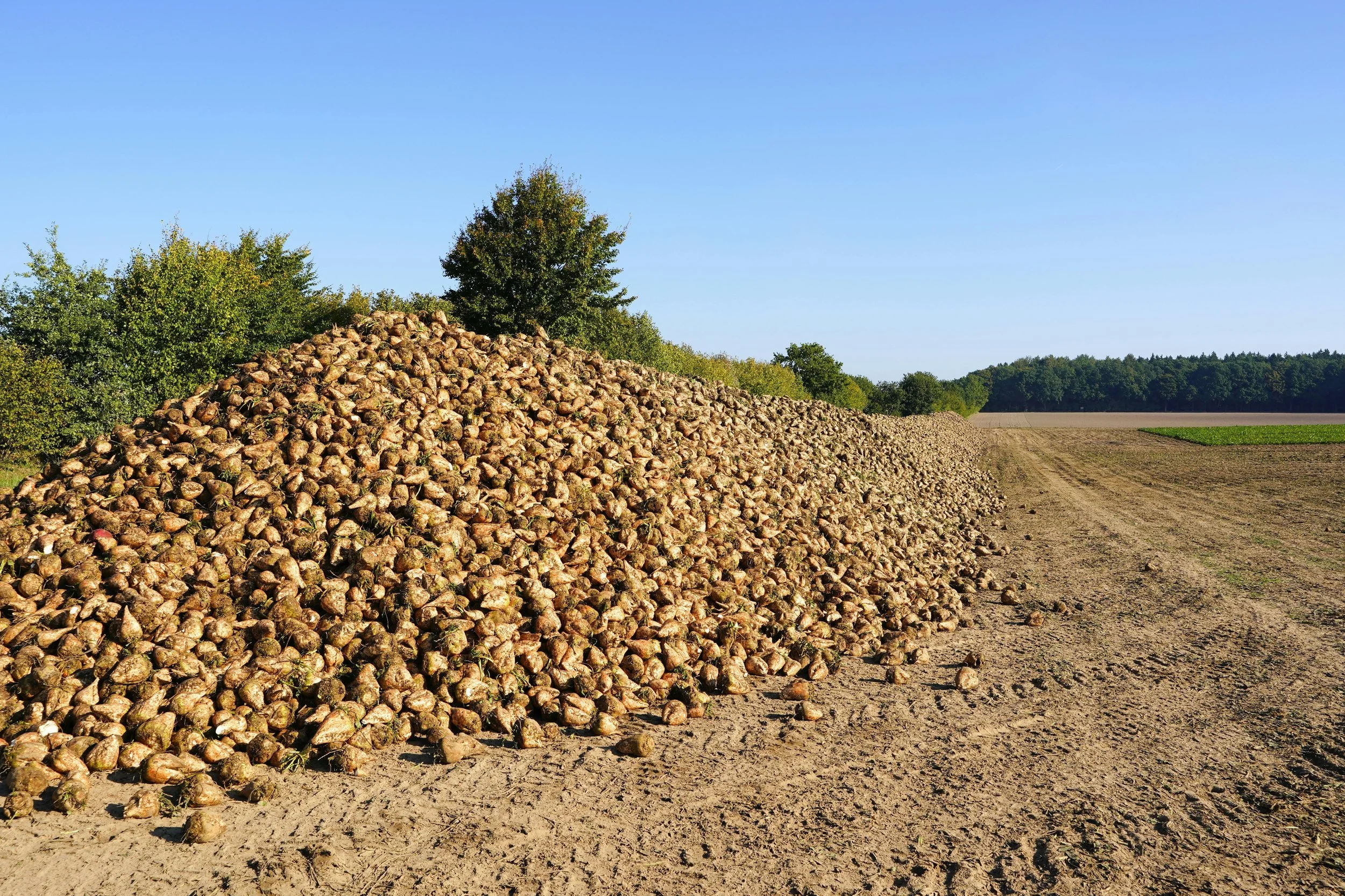 Large pile of harvested sugar beets stacked along a dirt road at the edge of a field under a clear blue sky.