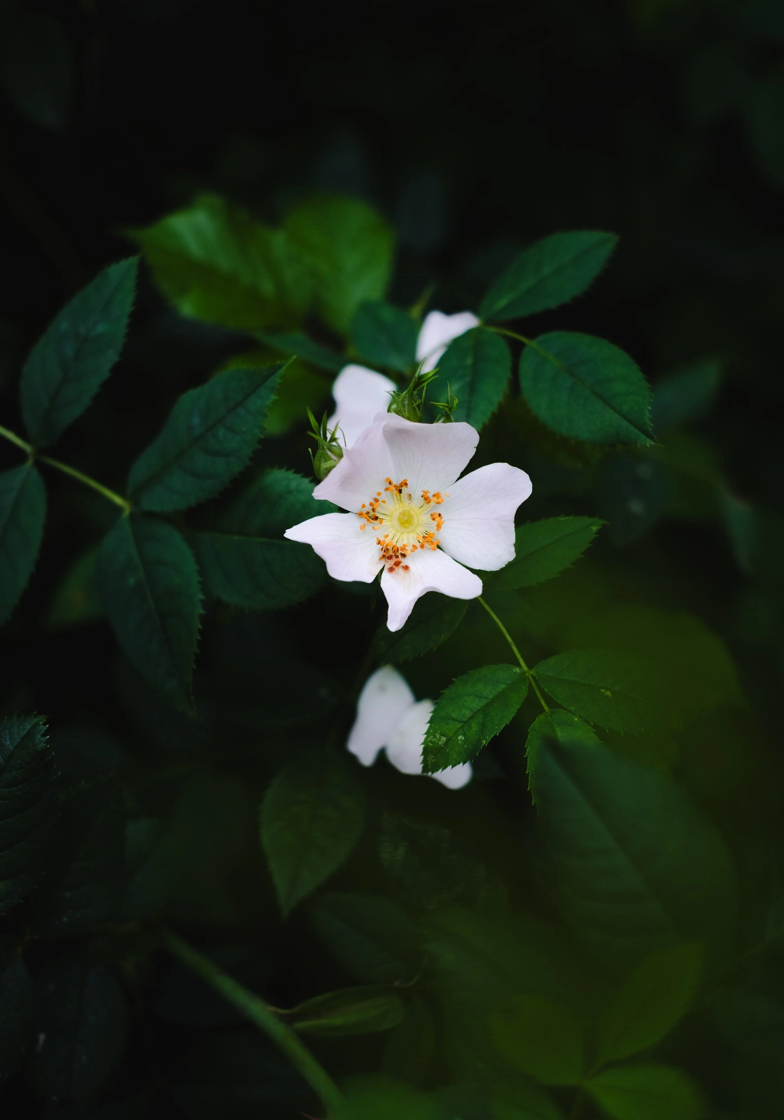 Fleur blanche avec des pétales délicats, entourée de feuilles vertes foncées.
