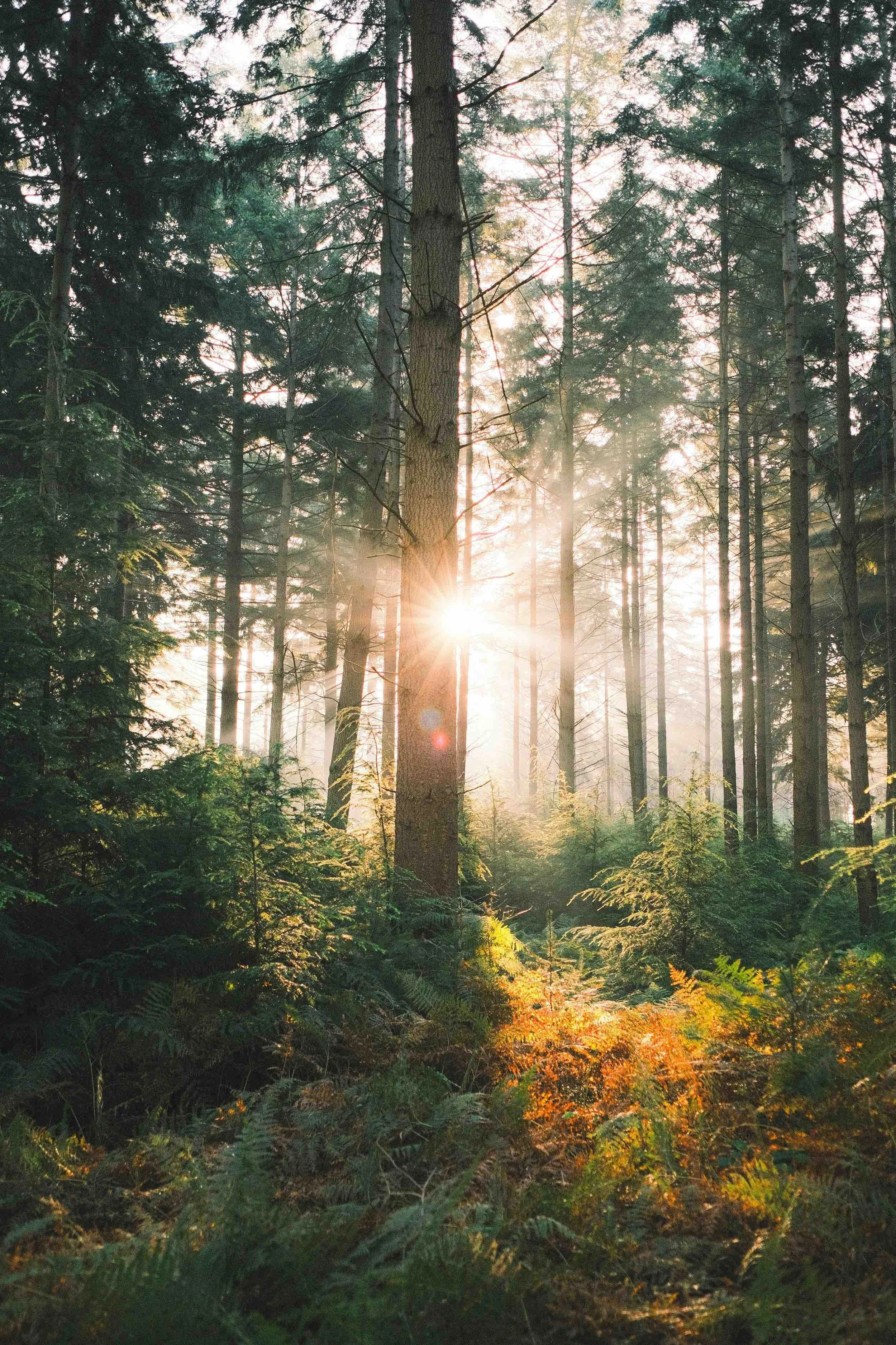 Sunlight filtering through tall pine trees in a dense forest in the morning or late afternoon.