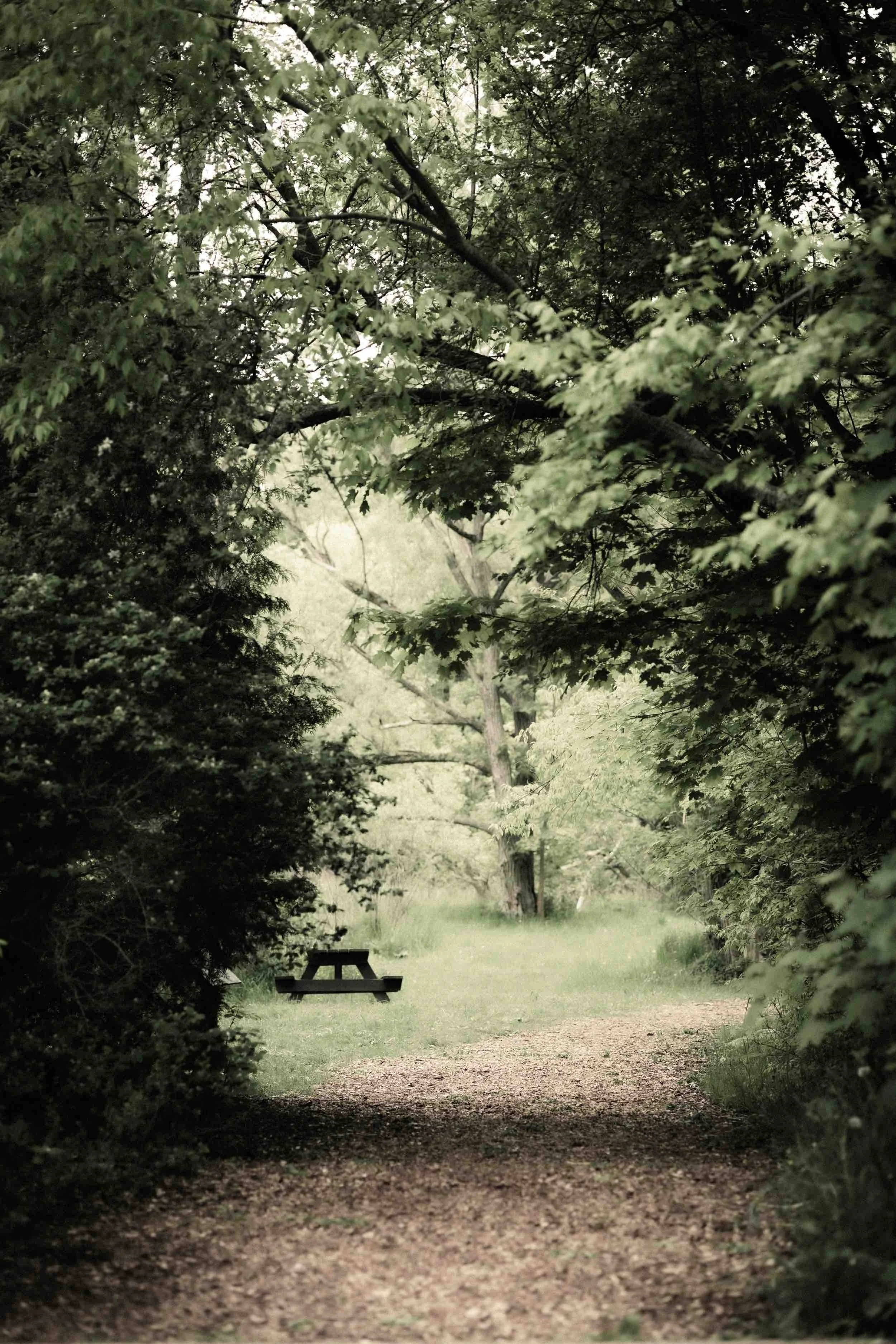 A peaceful, wooded trail with a park bench along the pathway, surrounded by lush green trees and foliage.
