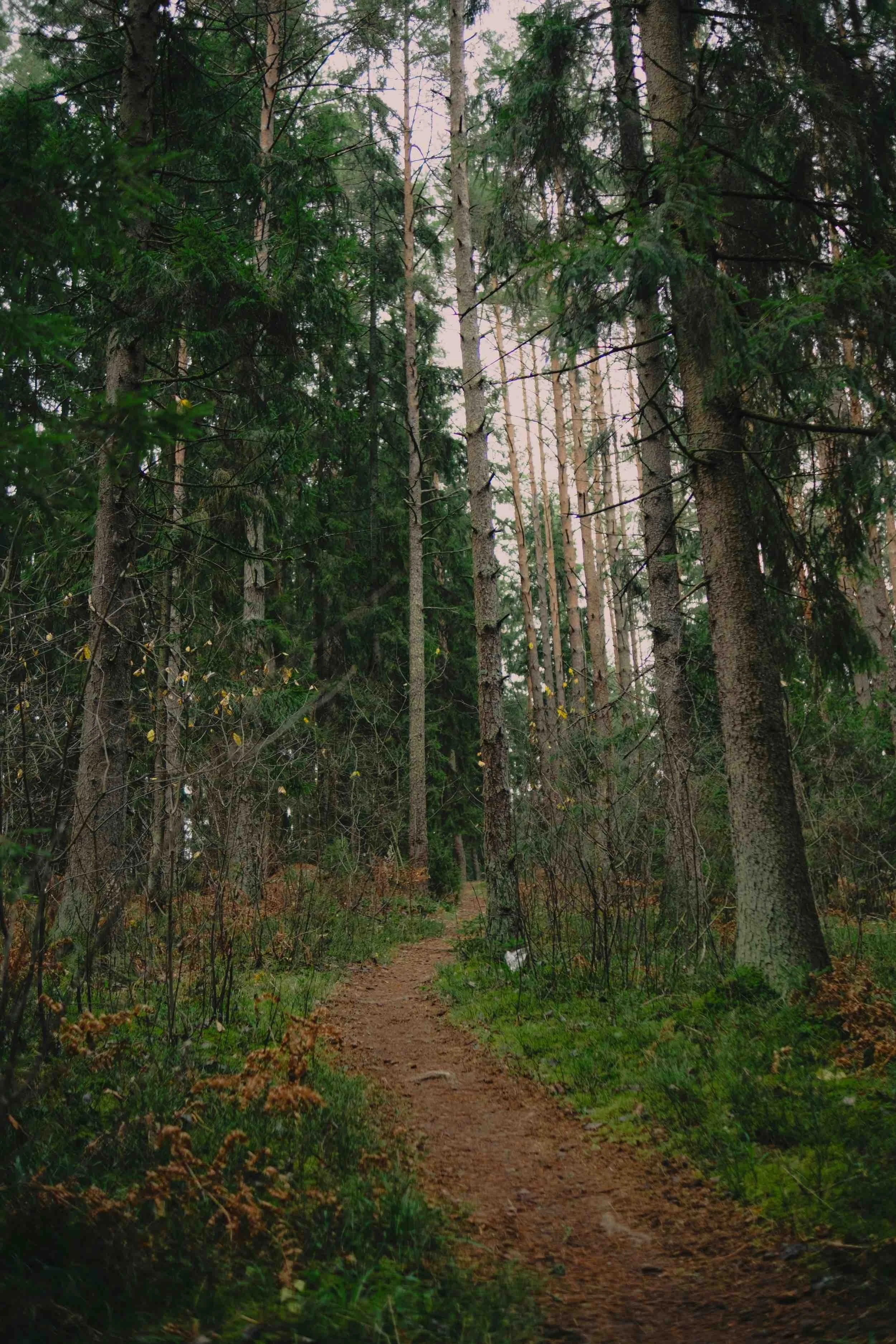 A dirt trail winds through a dense forest with tall trees and green foliage.