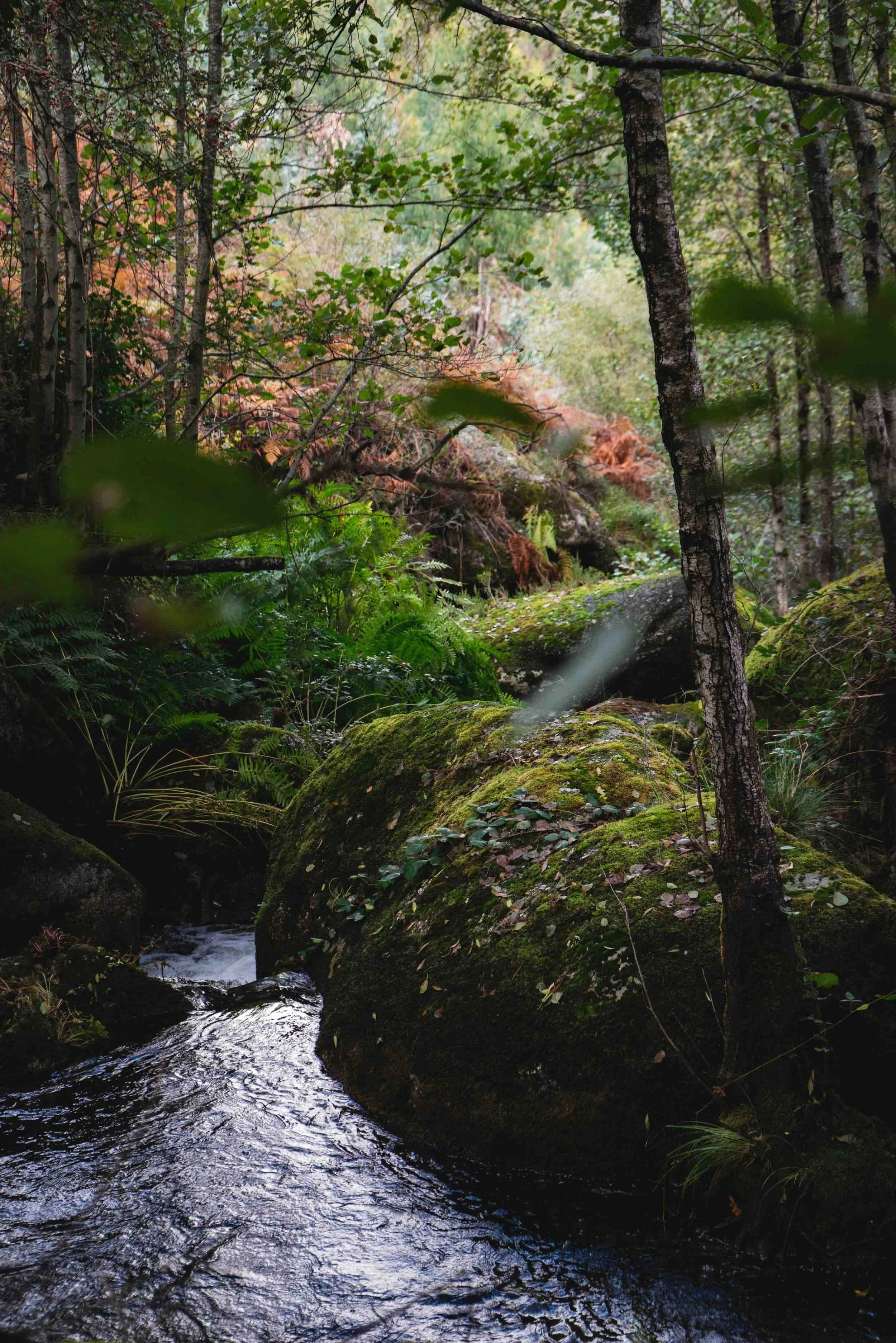 A lush forest scene with a small stream flowing over moss-covered rocks surrounded by green vegetation and trees.