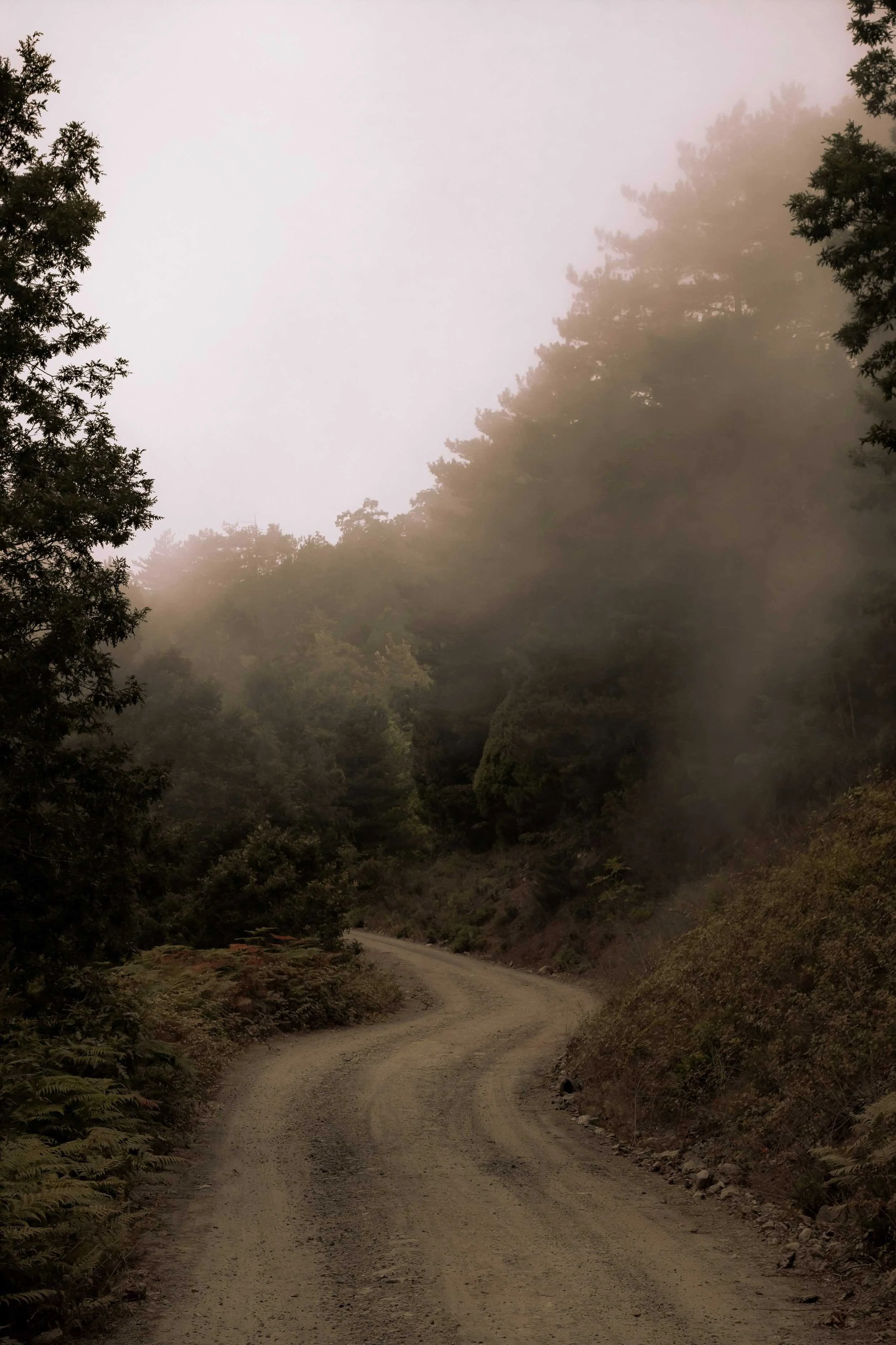 A dirt road winding through a foggy forest with tall trees and lush greenery.