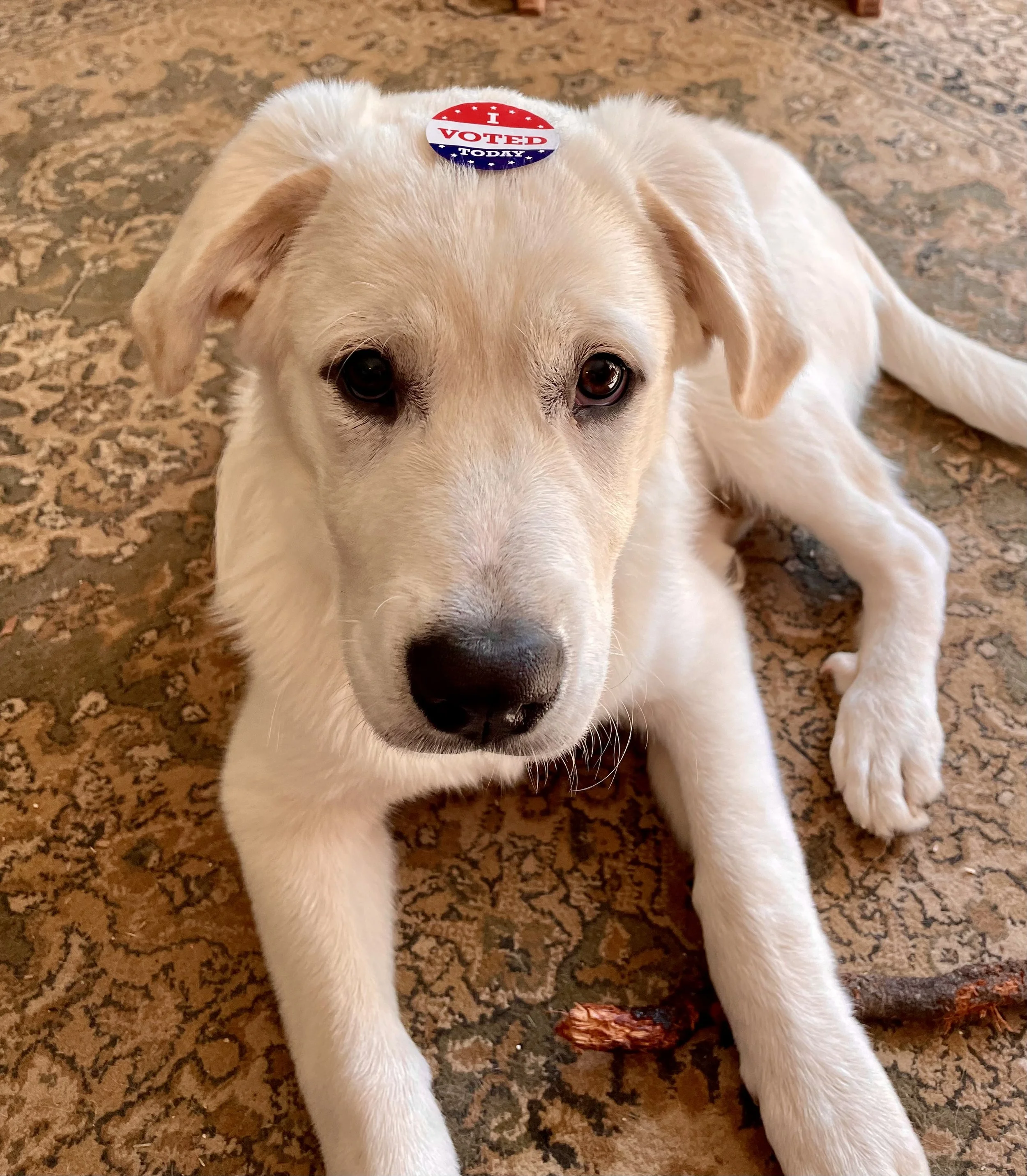 White Great Pyrenees mixed puppy on a rug with an I Voted sticker on his head.