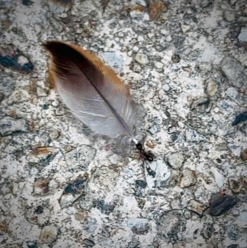 The Ant and the Feather