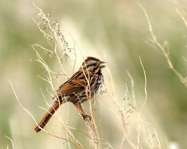 Morning Greetings of the Song Sparrow