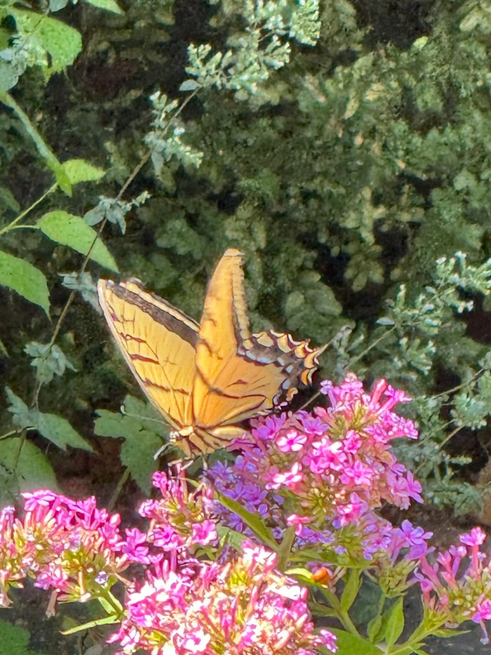 Now Wake, Butterfly