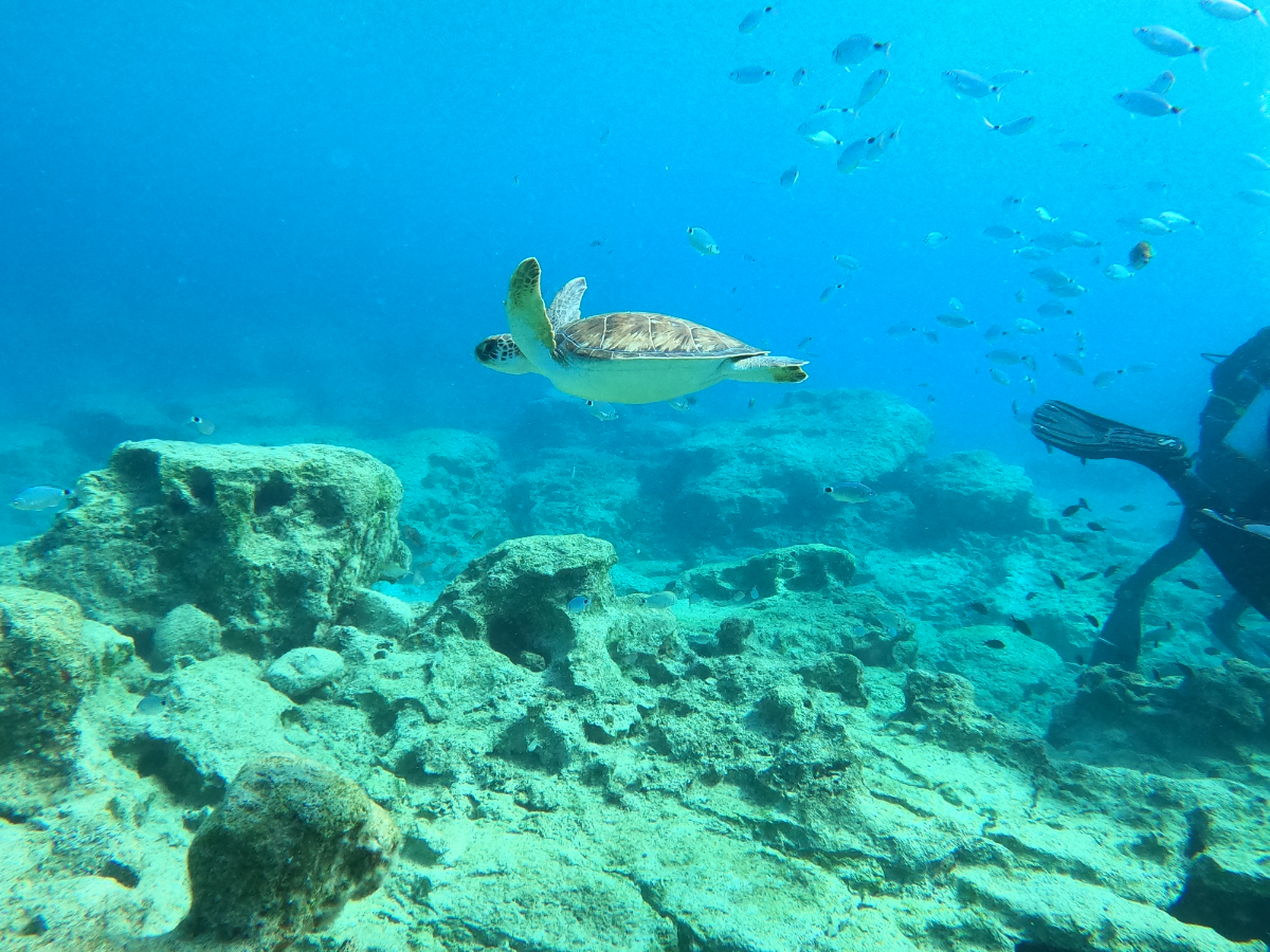 GPTempDownload 236.webp