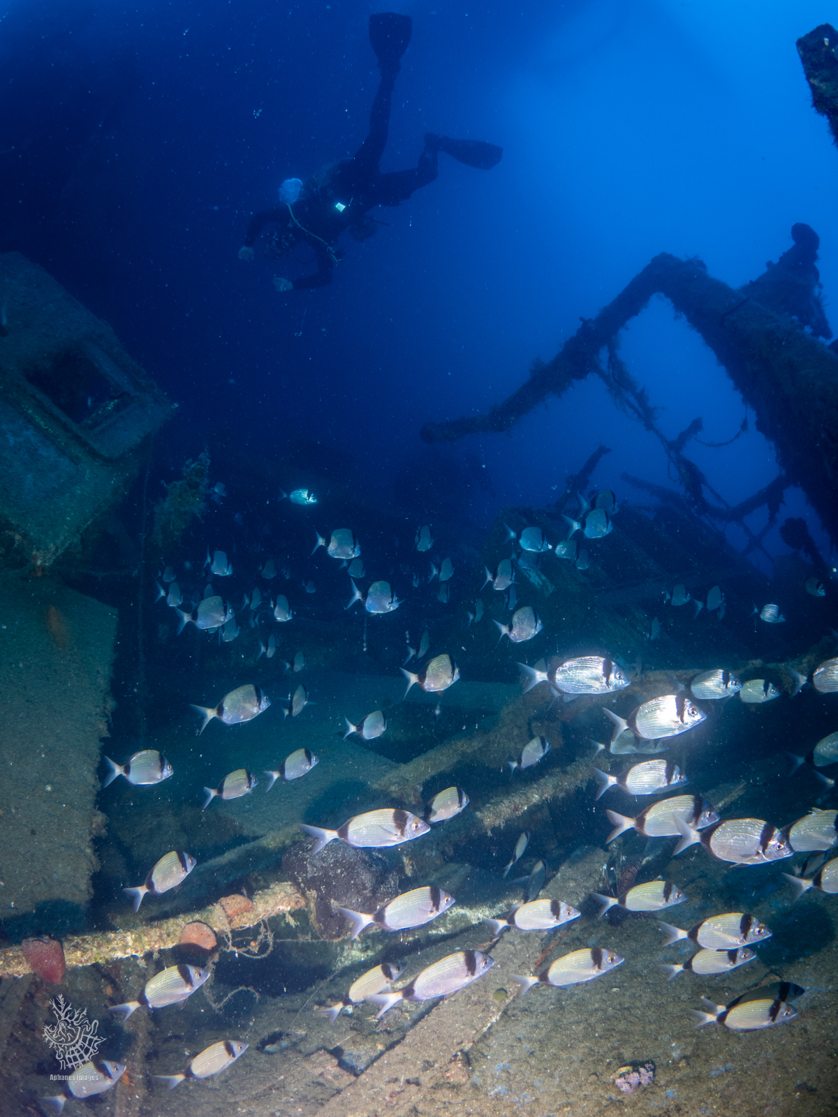 A scuba diver underwater near a sunken shipwreck, surrounded by a school of fish.
