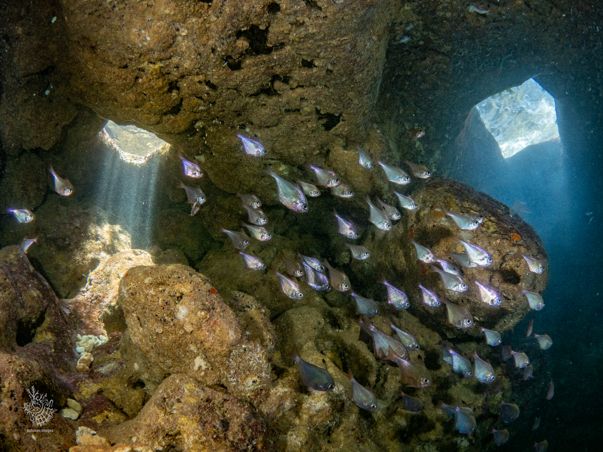 School of small, silver fish swimming near rocky underwater cave with sunlight filtering through openings.
