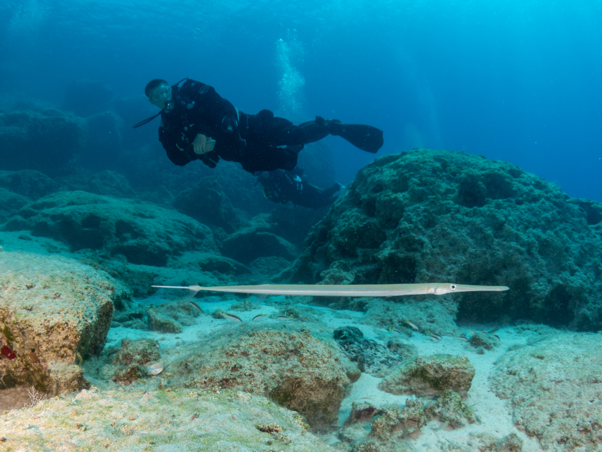 A scuba diver swimming underwater among rocks and coral, with a long, white fish in the foreground.