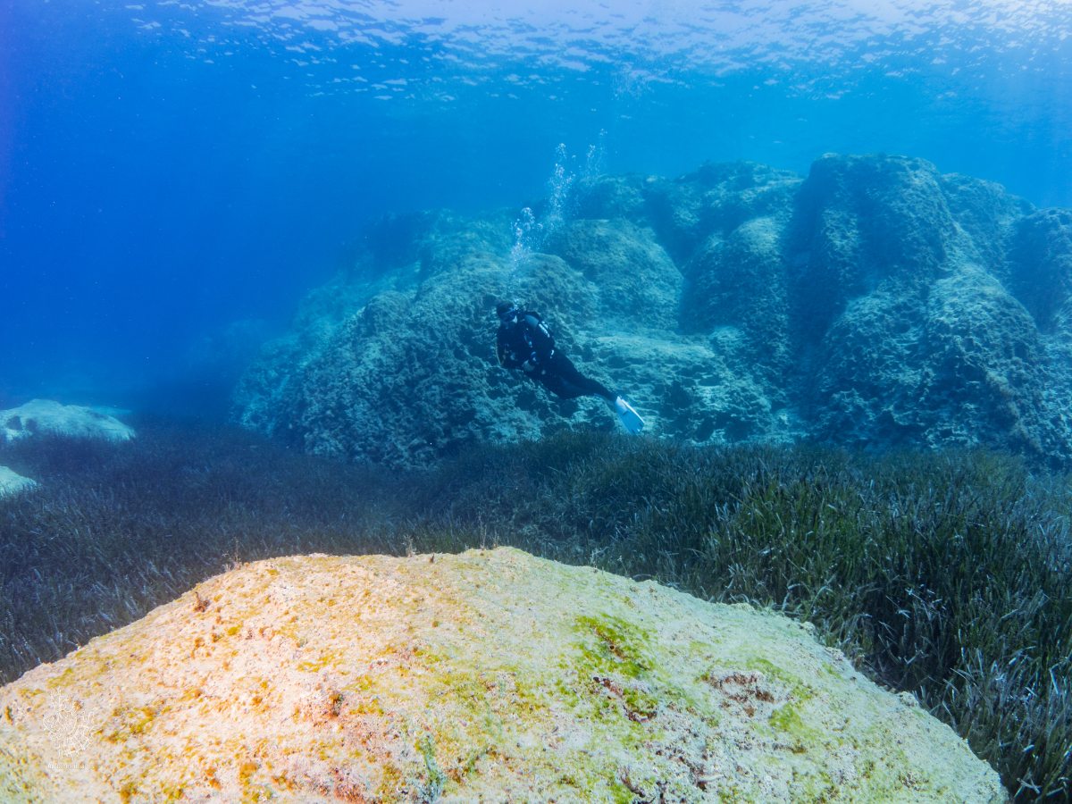 Scuba diver swimming above seaweed and rocks underwater.