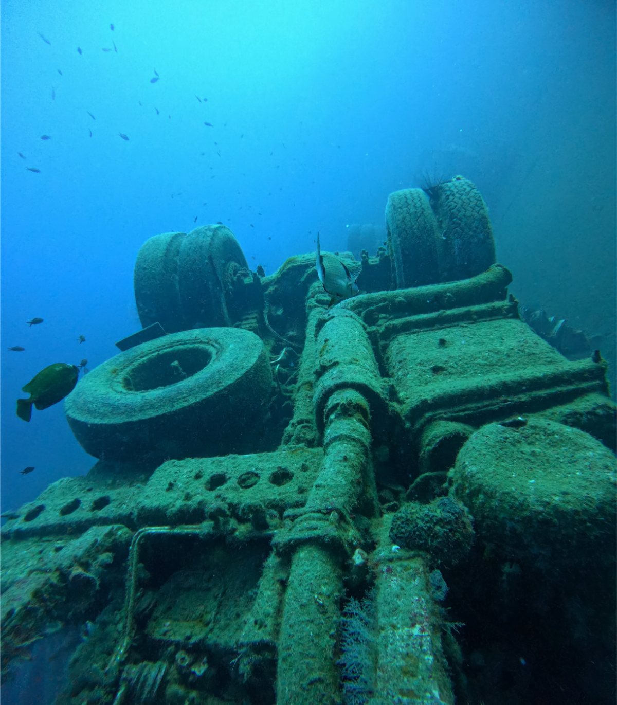 Underwater view of a sunken shipwreck covered in algae and coral with fish swimming around.