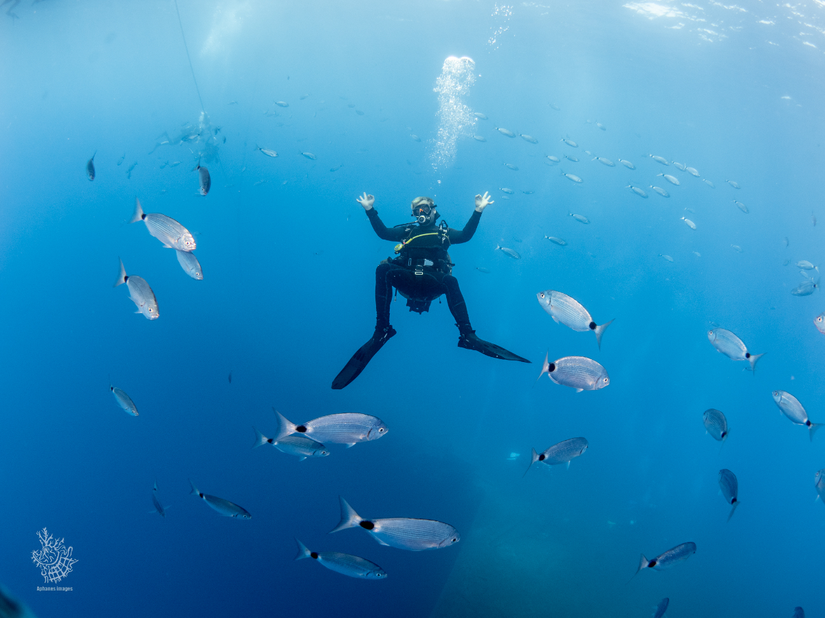 A scuba diver in a black wetsuit, wearing a mask and fins, is underwater surrounded by small fish with silver bodies and black tails.