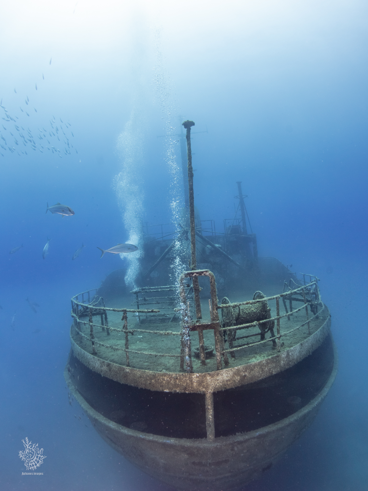 An underwater photograph of a sunken shipwreck with rusted metal, surrounded by school of fish in the blue ocean water.