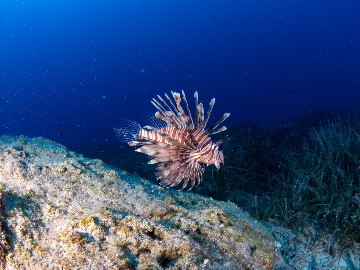Lionfish swimming near coral reef underneath the ocean surface.