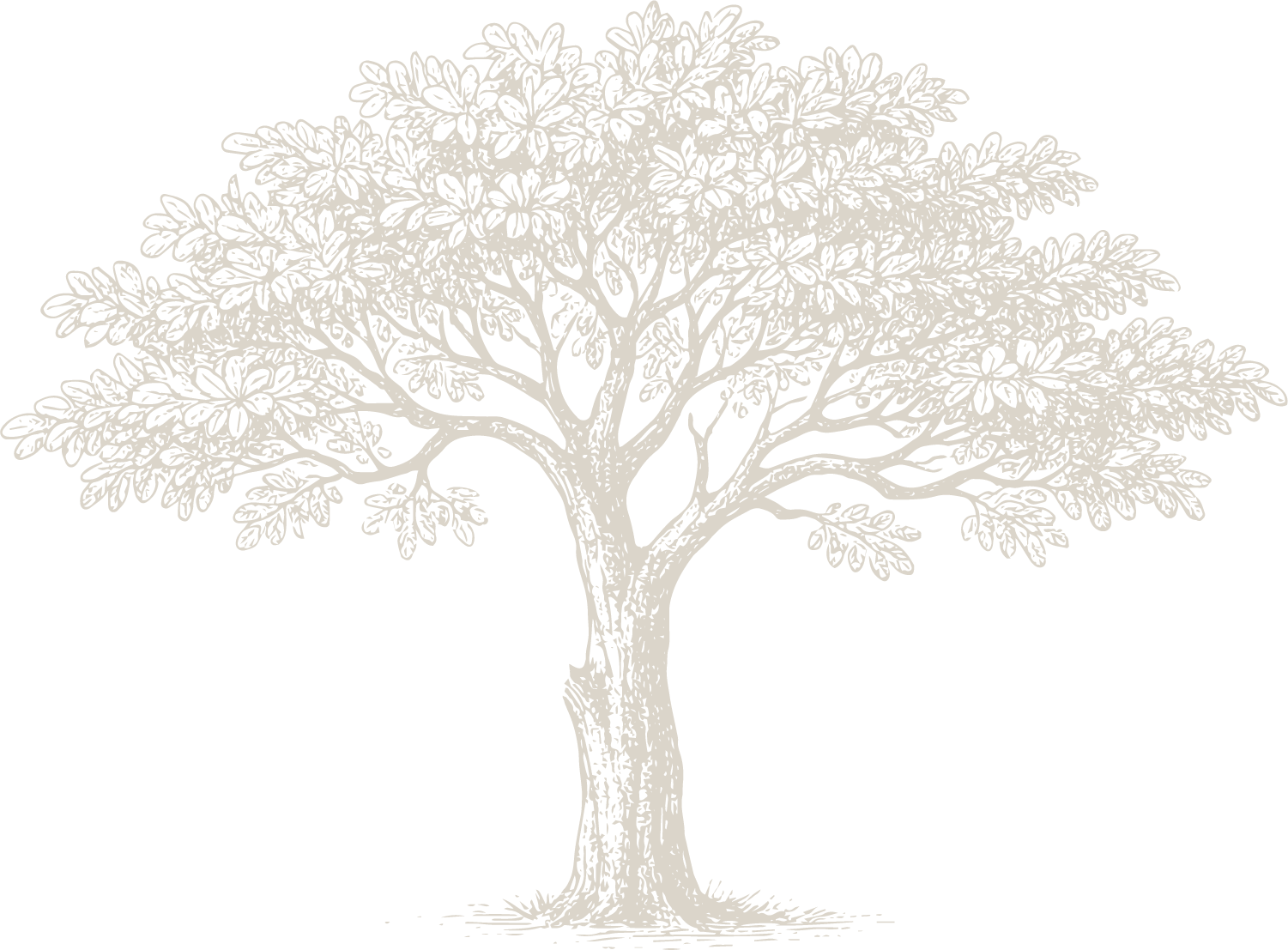 Outline drawing of a leafy tree with a wide canopy and detailed trunk on a black background.