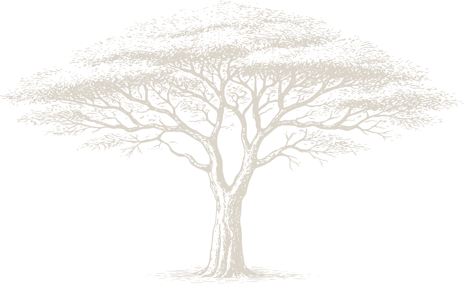 A black and white illustration of a large, leafless tree with many branches spreading out horizontally.