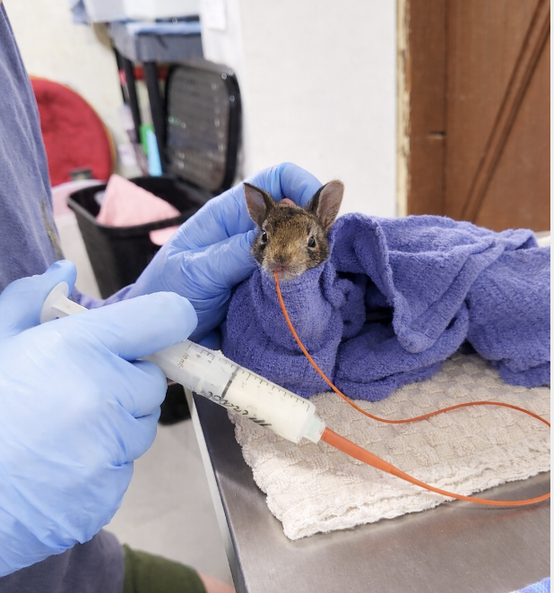 Cottontail Feeding.png