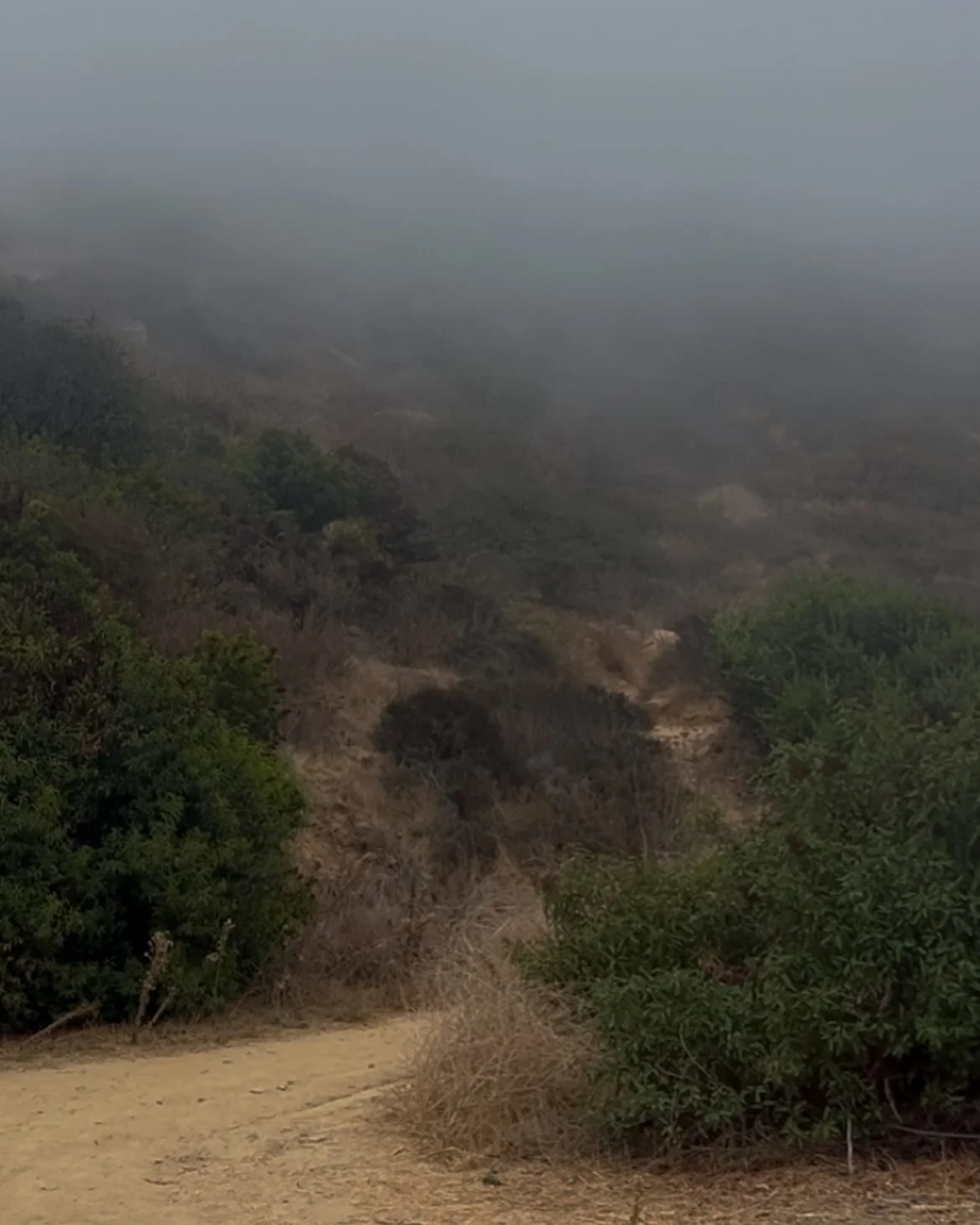 The Fog is thick, blanketing the Mountain, shielding it from the cold Winds. 
I noticed my heavy breathing&mdash; it had been a while since I hiked this one.
And then, once in rhythm and in the midst of it all, perfect stillness. Beautiful, quiet, pu