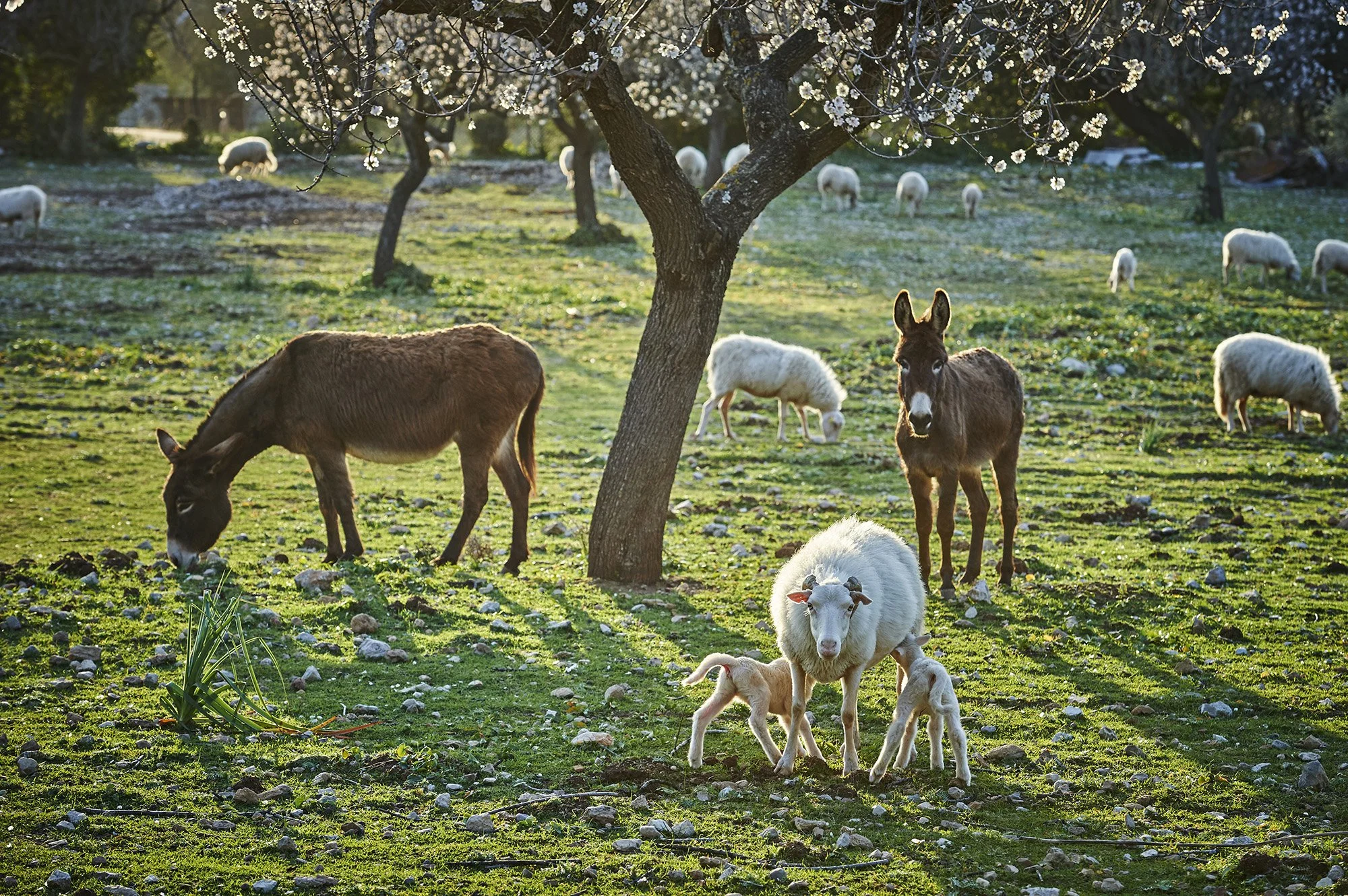 Mandelblüte Mallorca-321.jpg