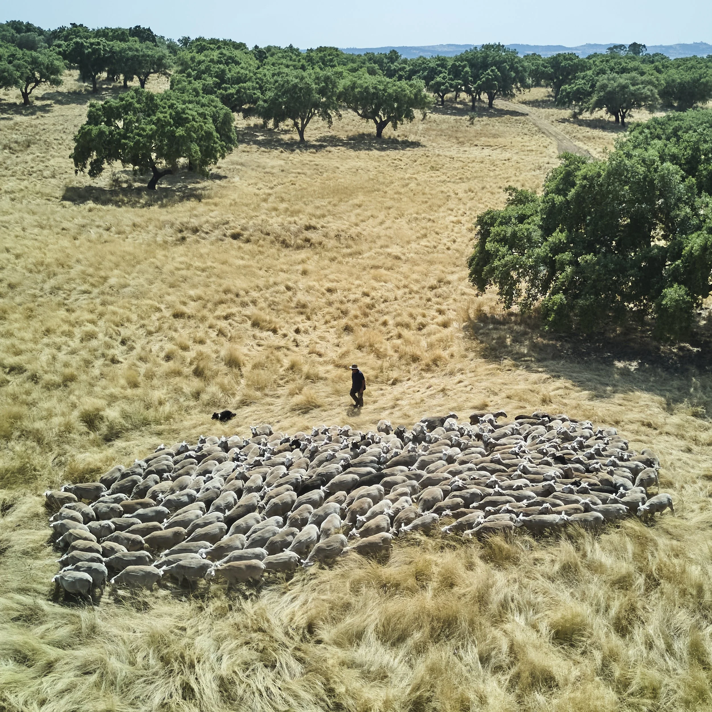 Tapada de Coelheiros-Drohne-148.jpg