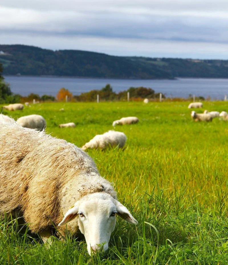 Moutons aux pâturages