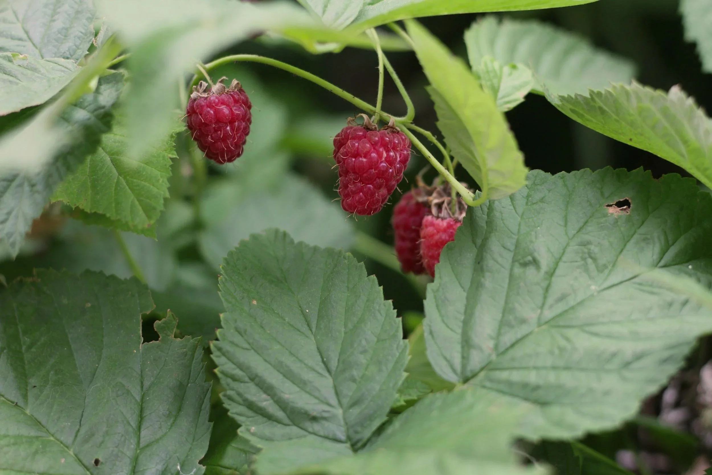Framboises mûres