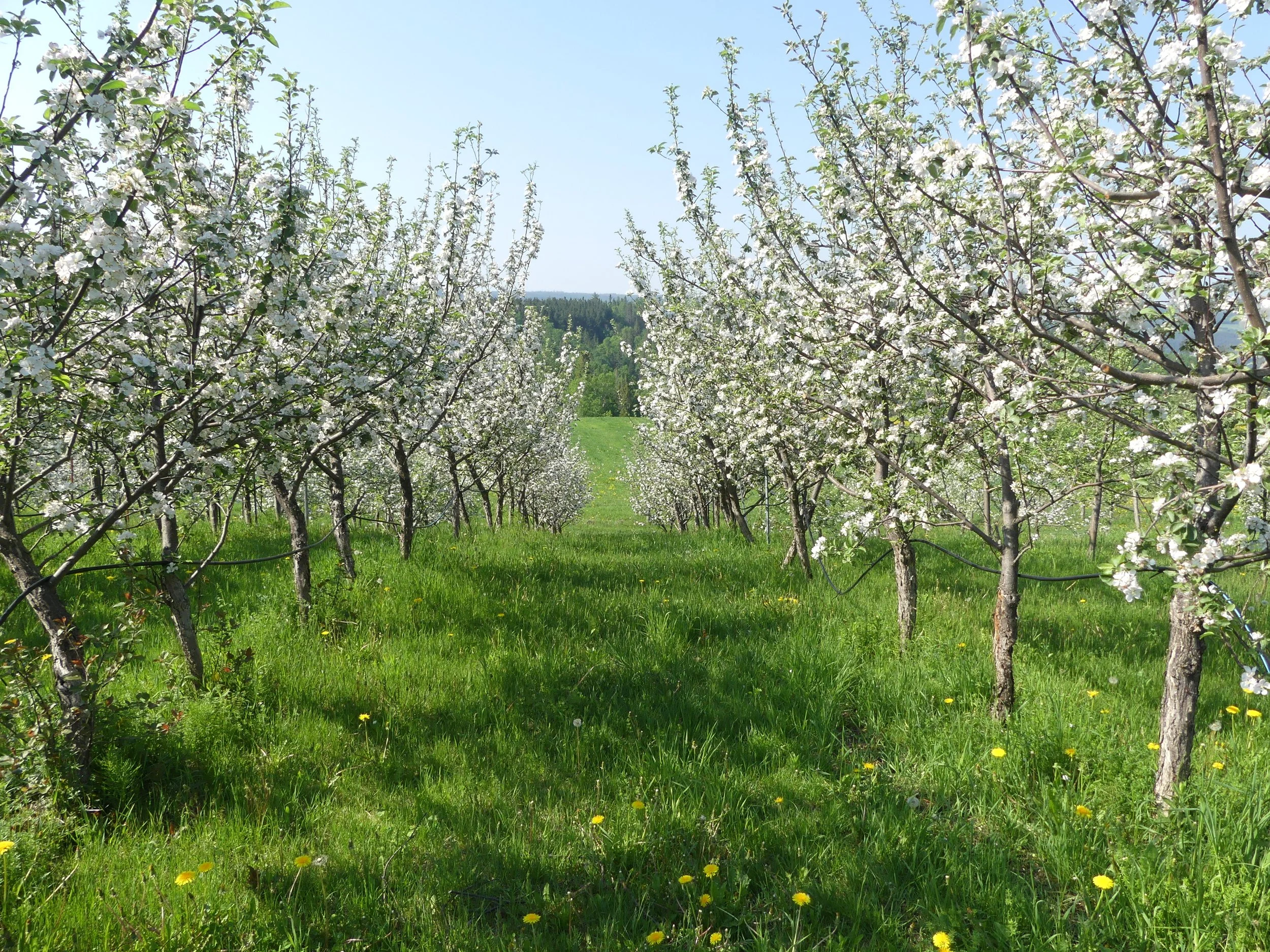 Verger en fleurs au printemps