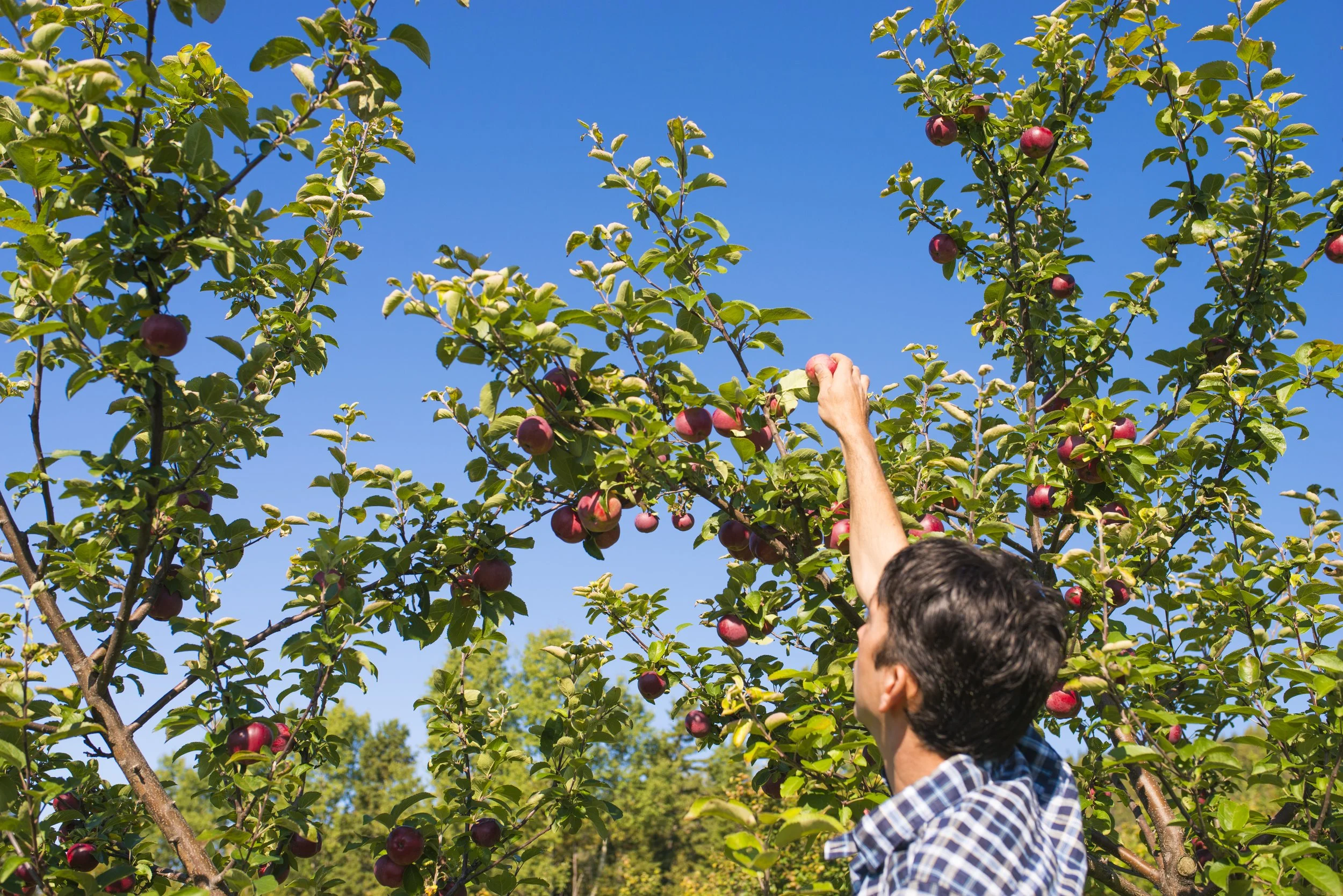 Cueillette de pommes bio