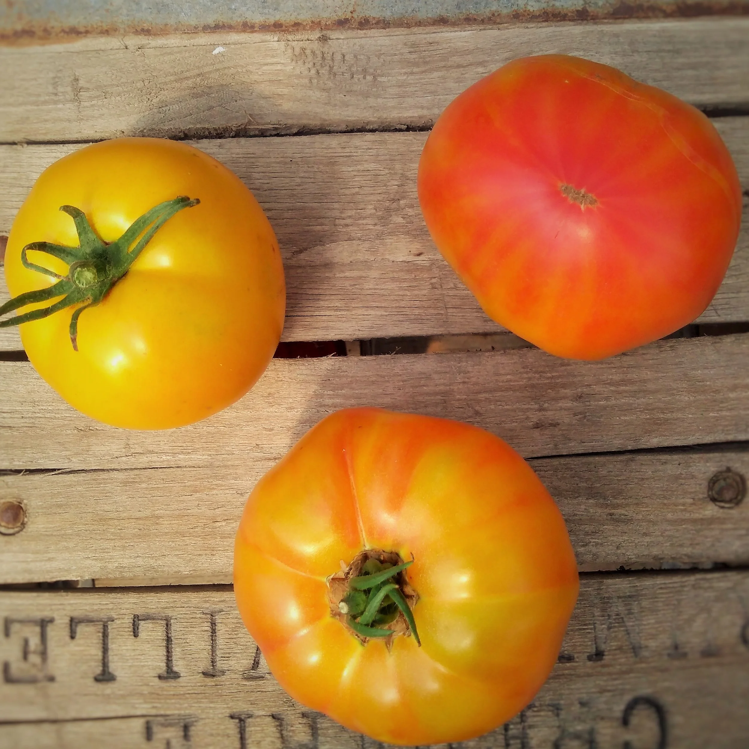 Tomates