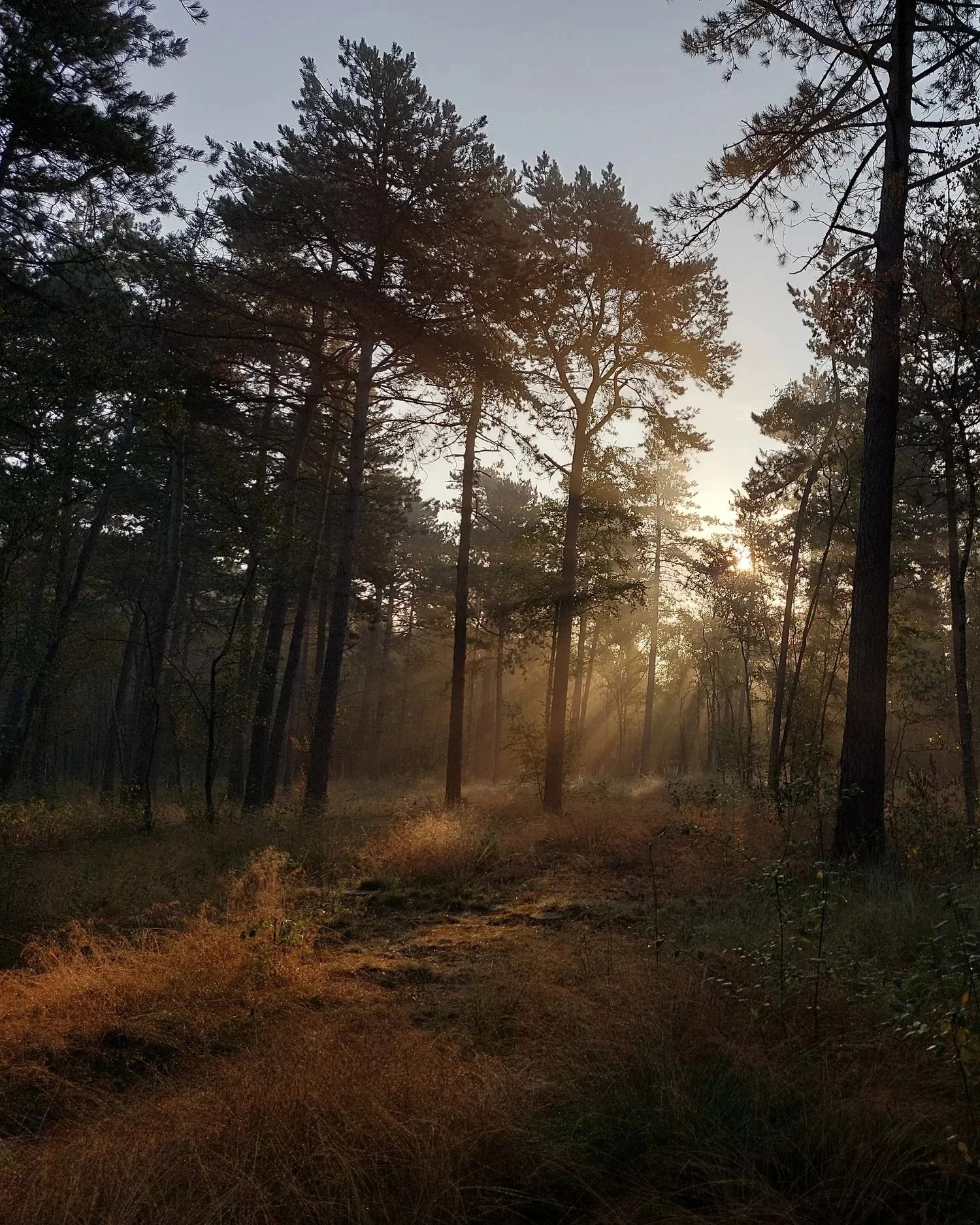 Sunlight filters through tall pine trees in a forest during either sunrise or sunset, illuminating the forest floor with warm golden light.