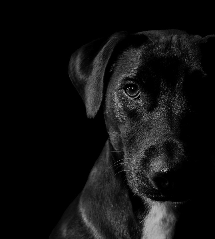 A black and white close-up portrait of a dog with a dark background, showing one eye, part of the face, and one ear.