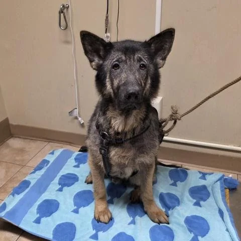 A black and tan German Shepherd mix dog sitting on a blue towel with paw prints, looking at the camera, indoors.