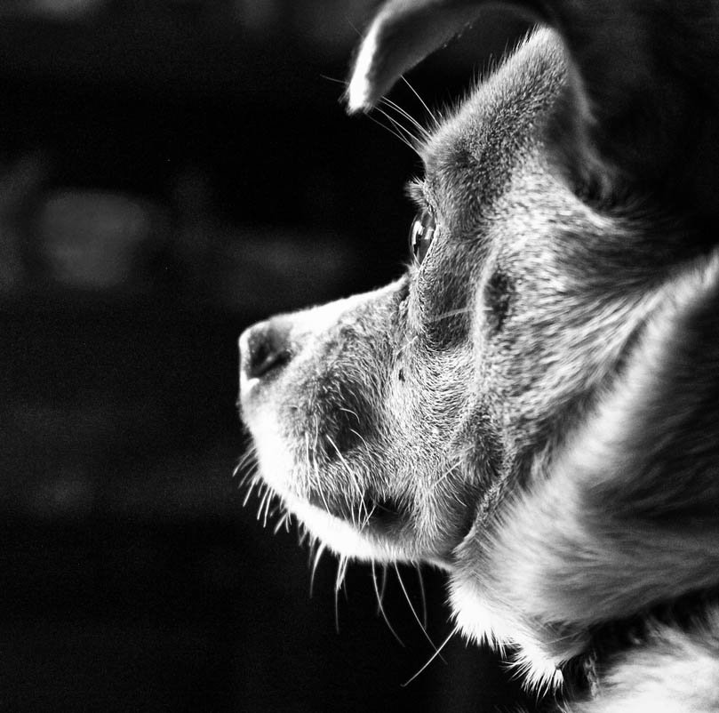 Side profile of a dog in black and white, showing intricate details of its fur and whiskers with a dark blurred background.