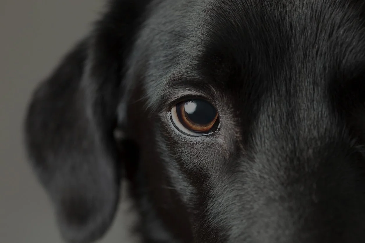 Close-up of a black dog's face focusing on its eye, showing detailed fur and eye reflection.
