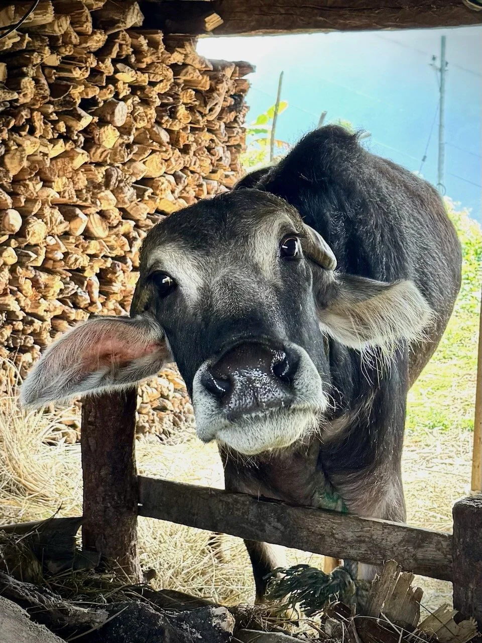 Sam and Jax Nepal - 55 of 66.jpeg