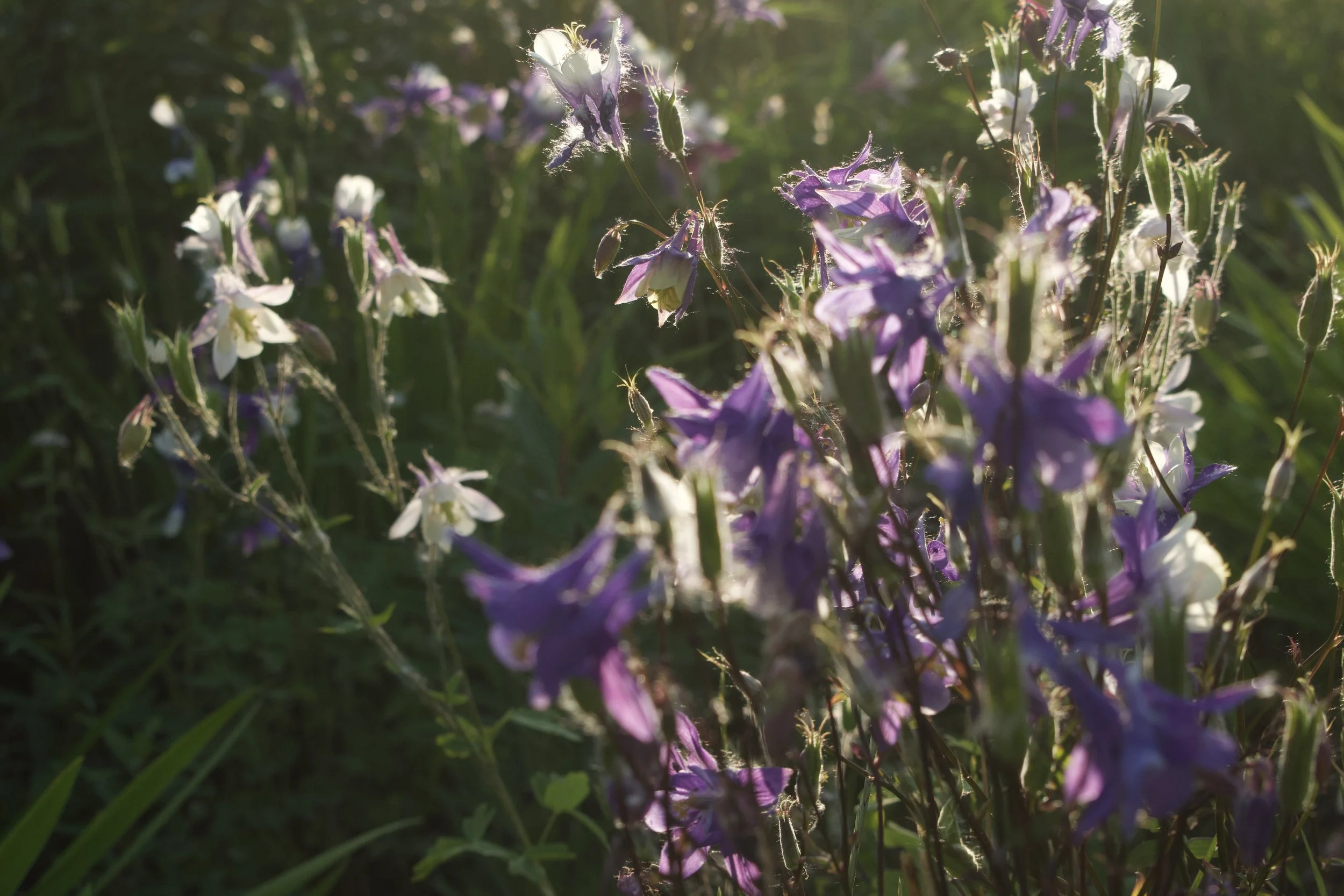 DSC_0982.jpeg