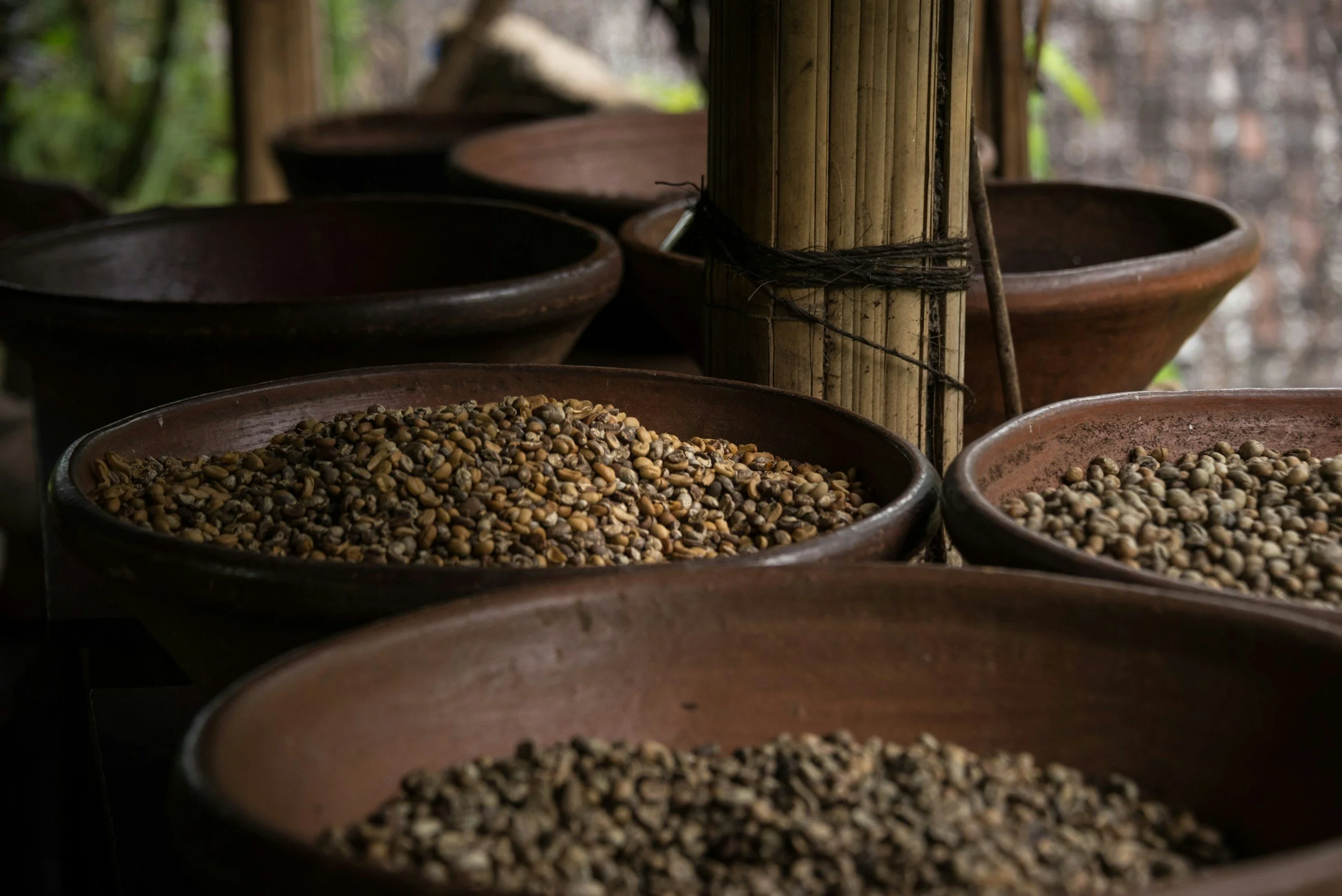 Clay pots filled with various types of coffee beans, stored on wooden shelves in a rustic setting.