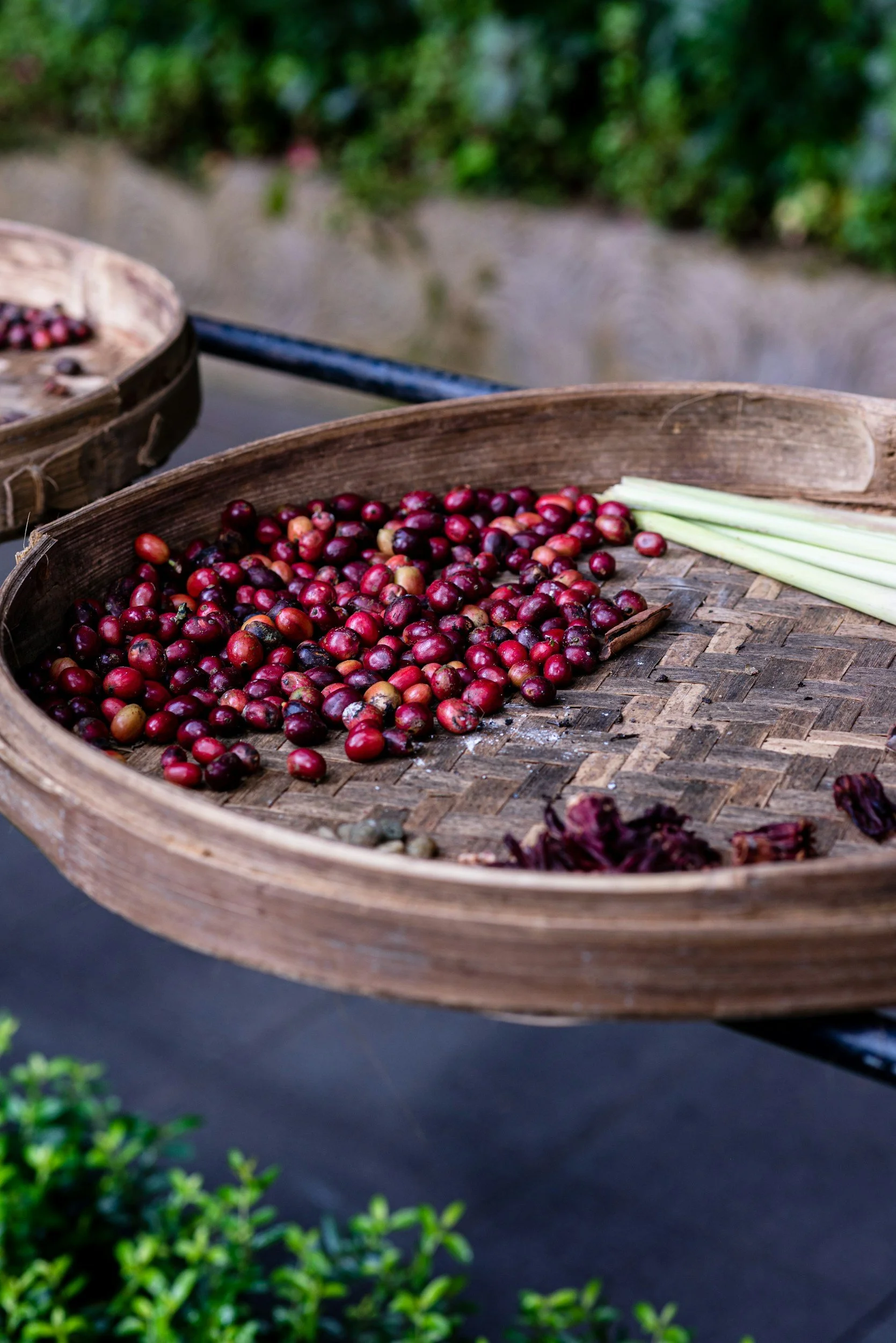 A wooden tray filled with freshly picked red coffee cherries and a few stalks of green stalks beside it.