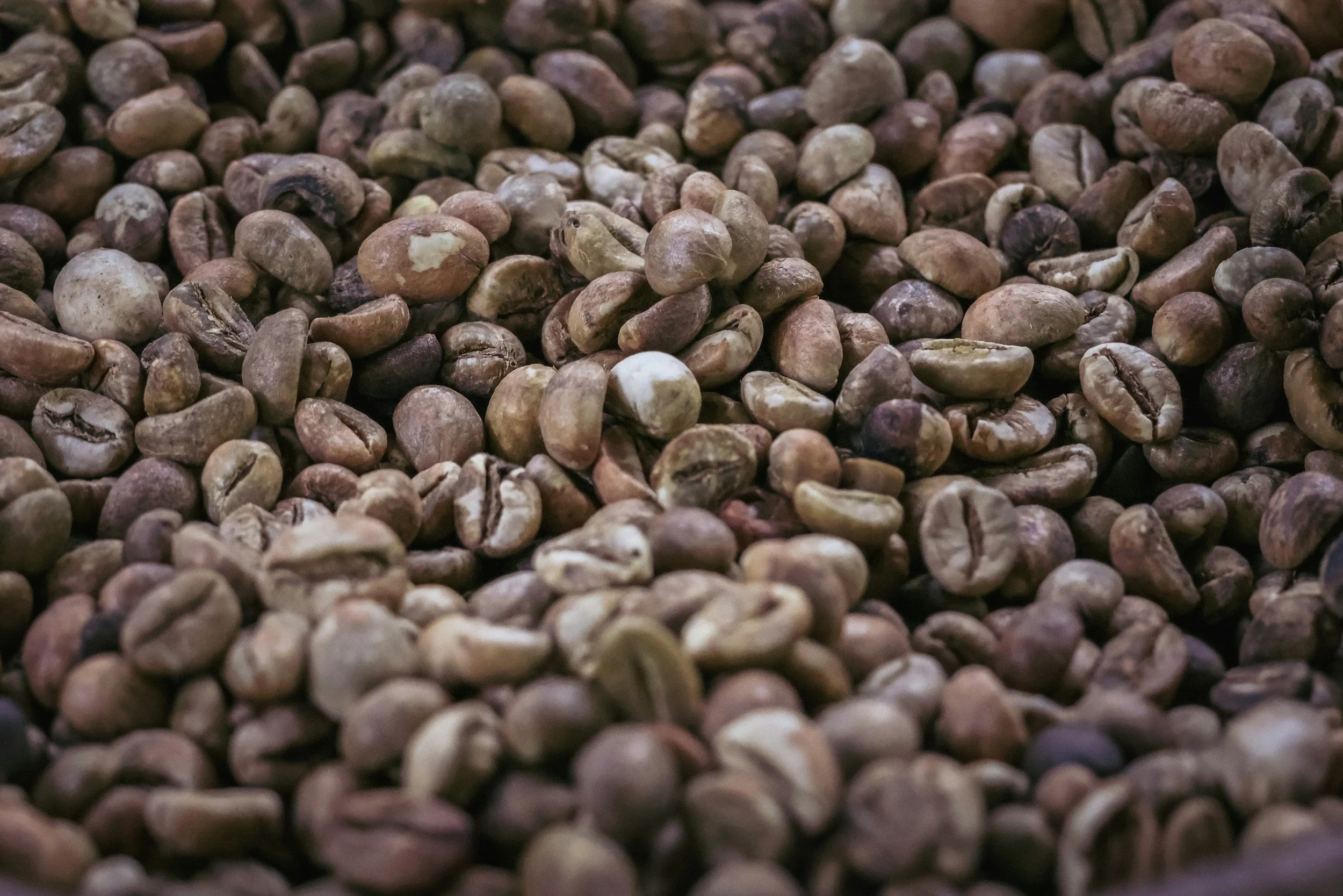 Close-up of green coffee beans.