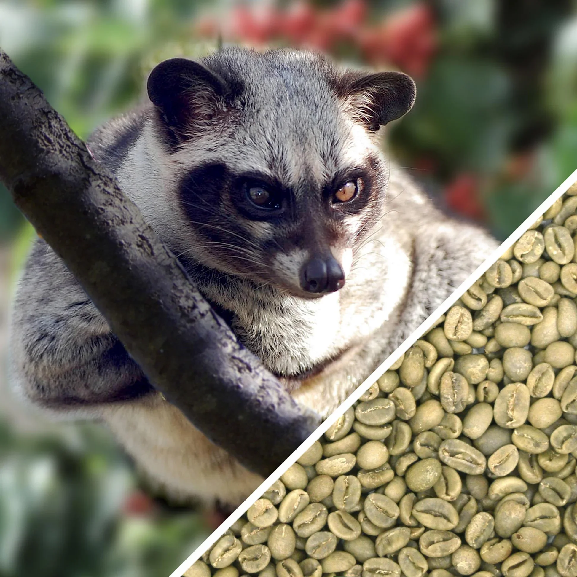 robusta.webp