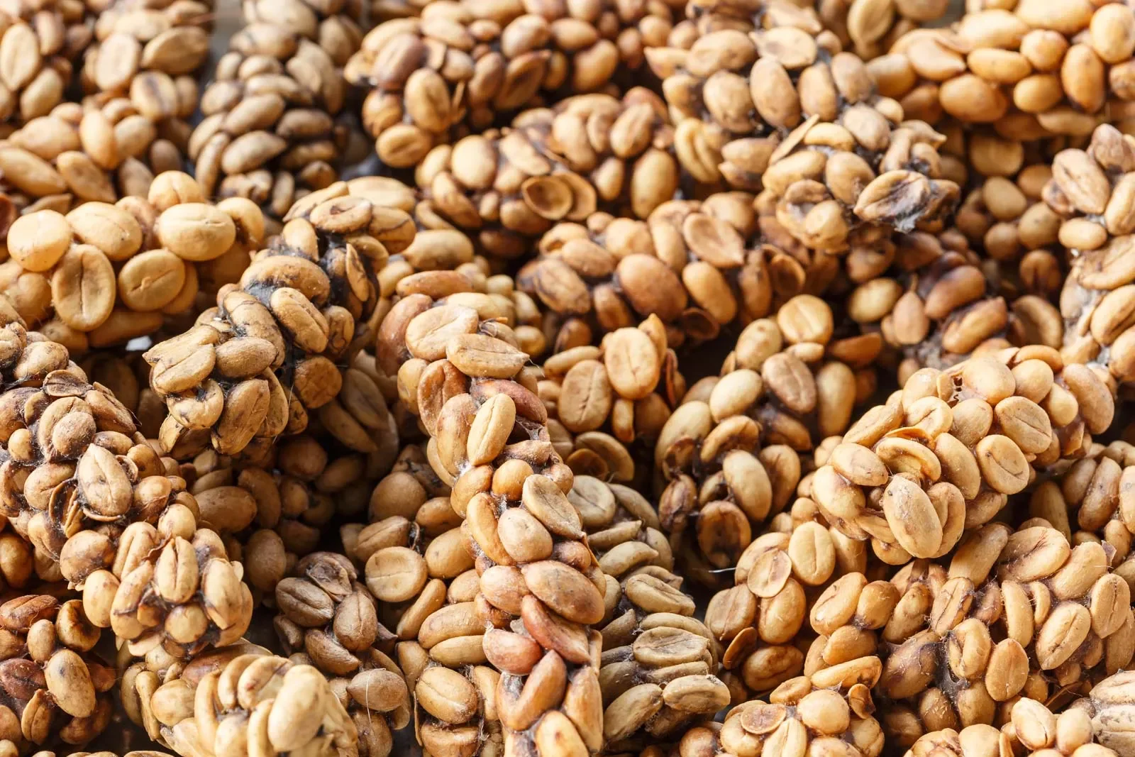 LUWAK COFFEE ARABICA