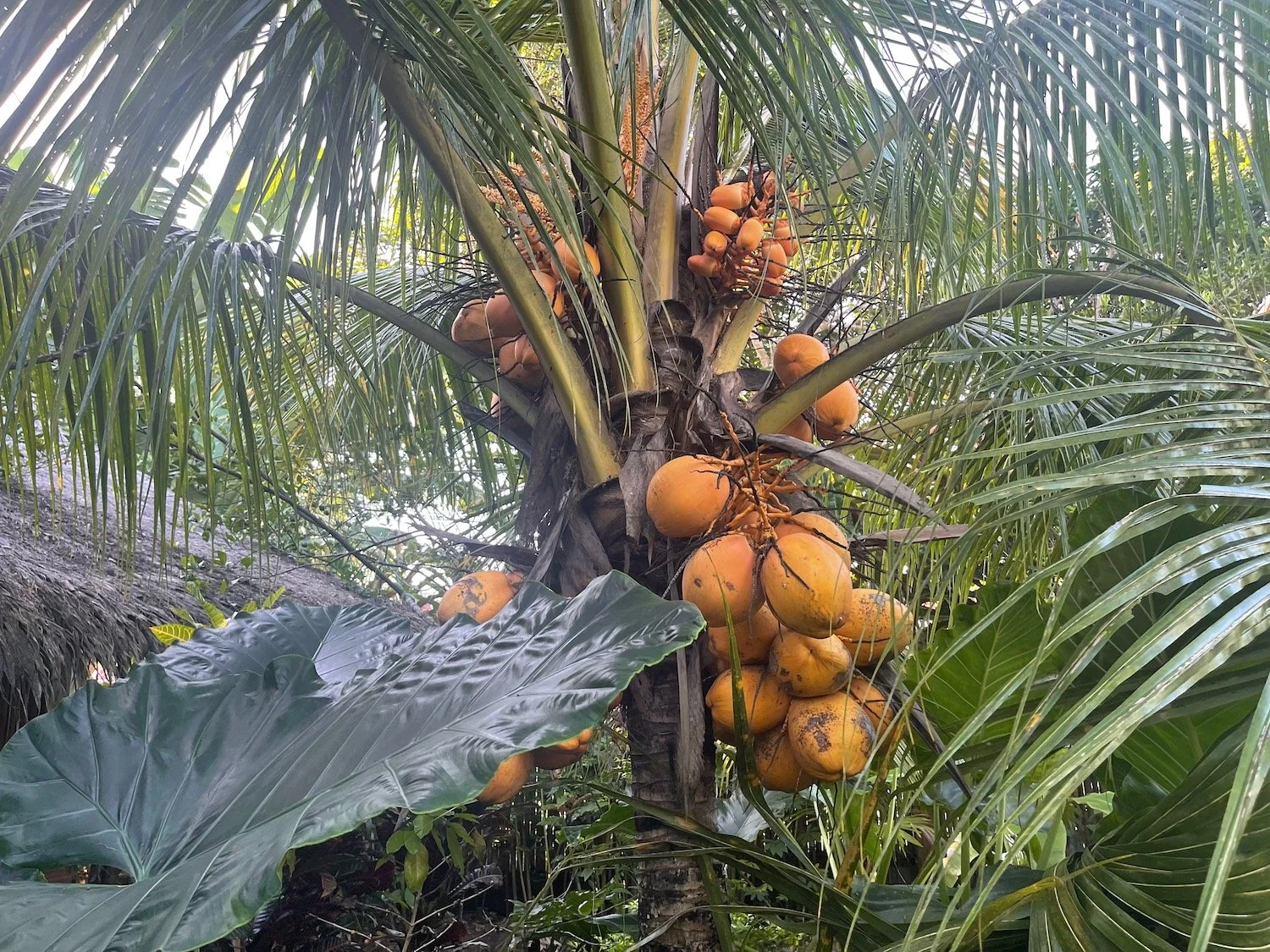 COCONUT COFFEE