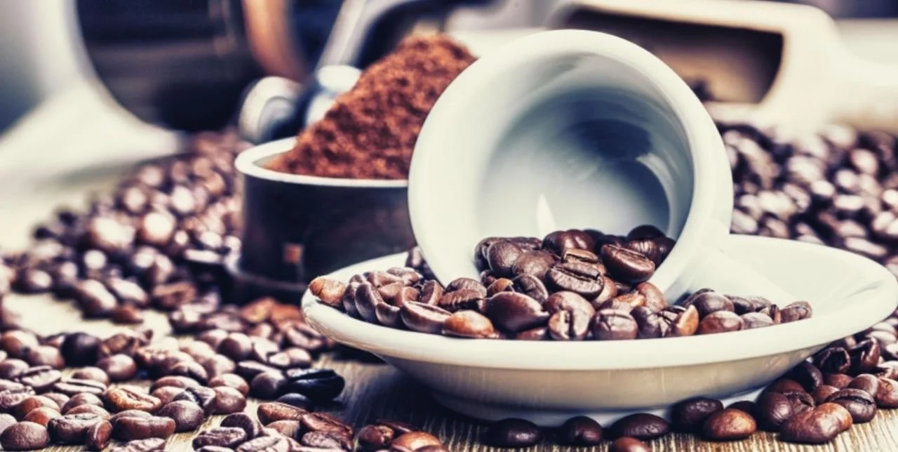 robusta 3.jpg